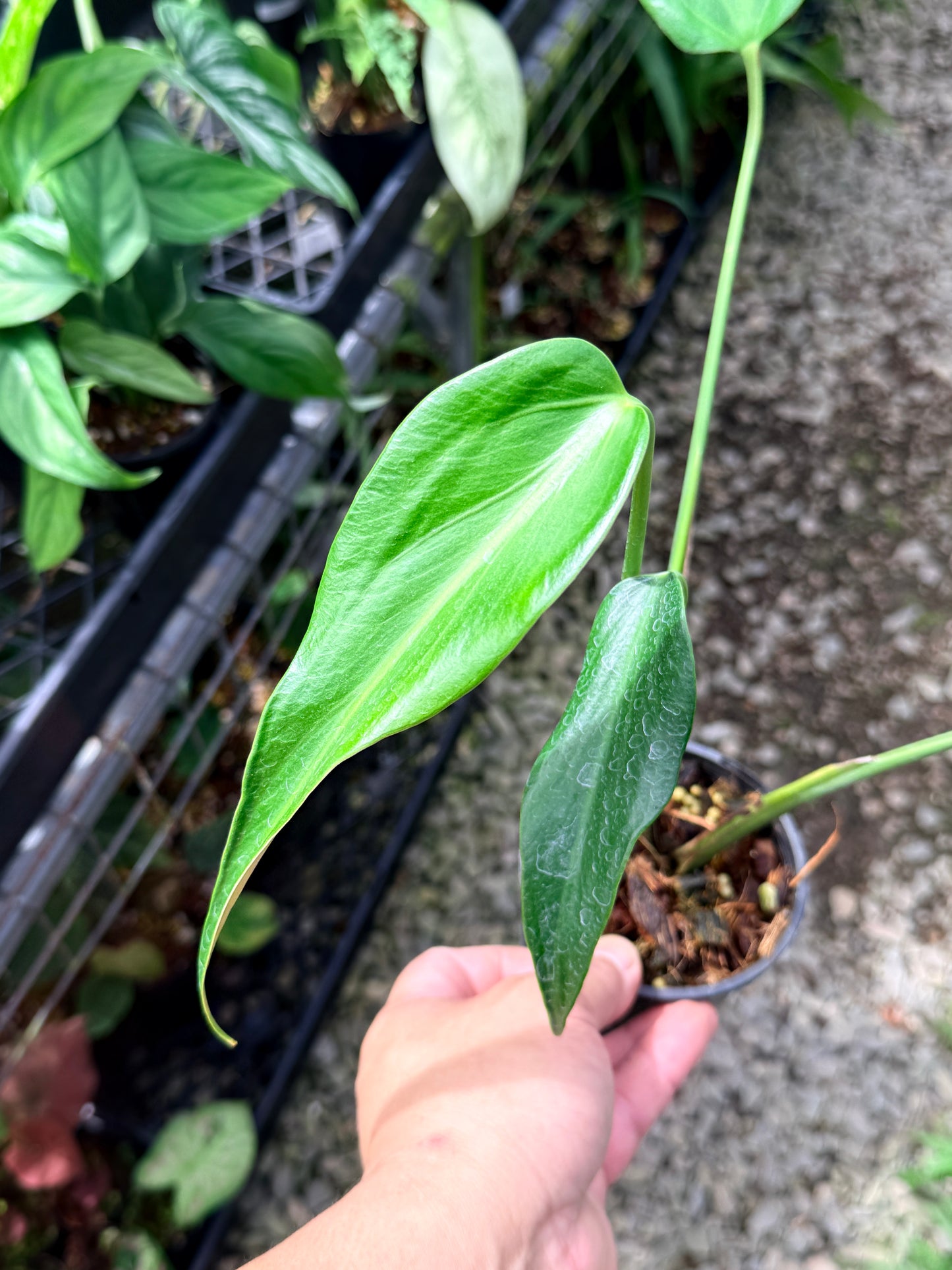 Philodendron 'Burle Marx Flame' Y74