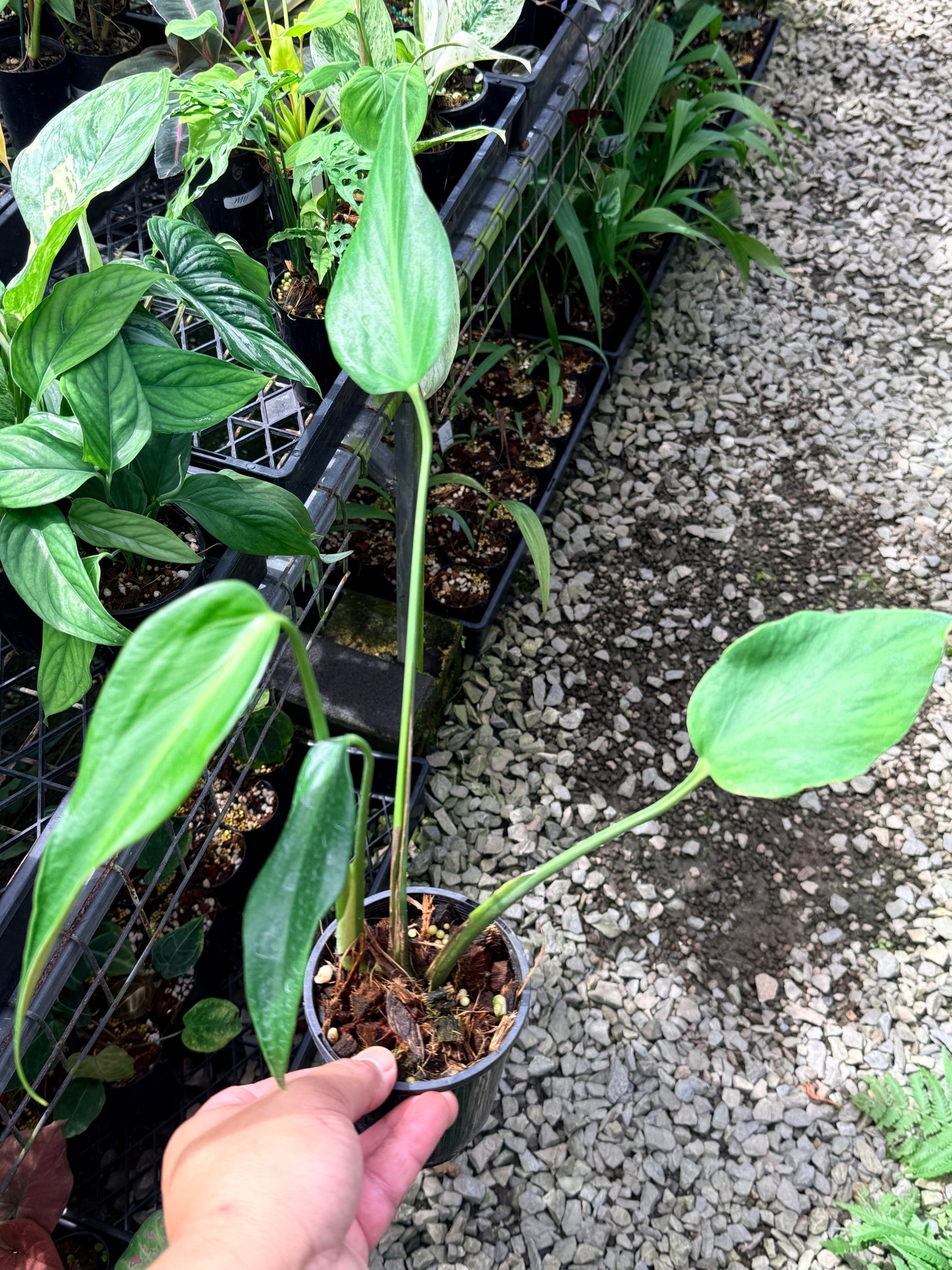 Philodendron 'Burle Marx Flame' Y74