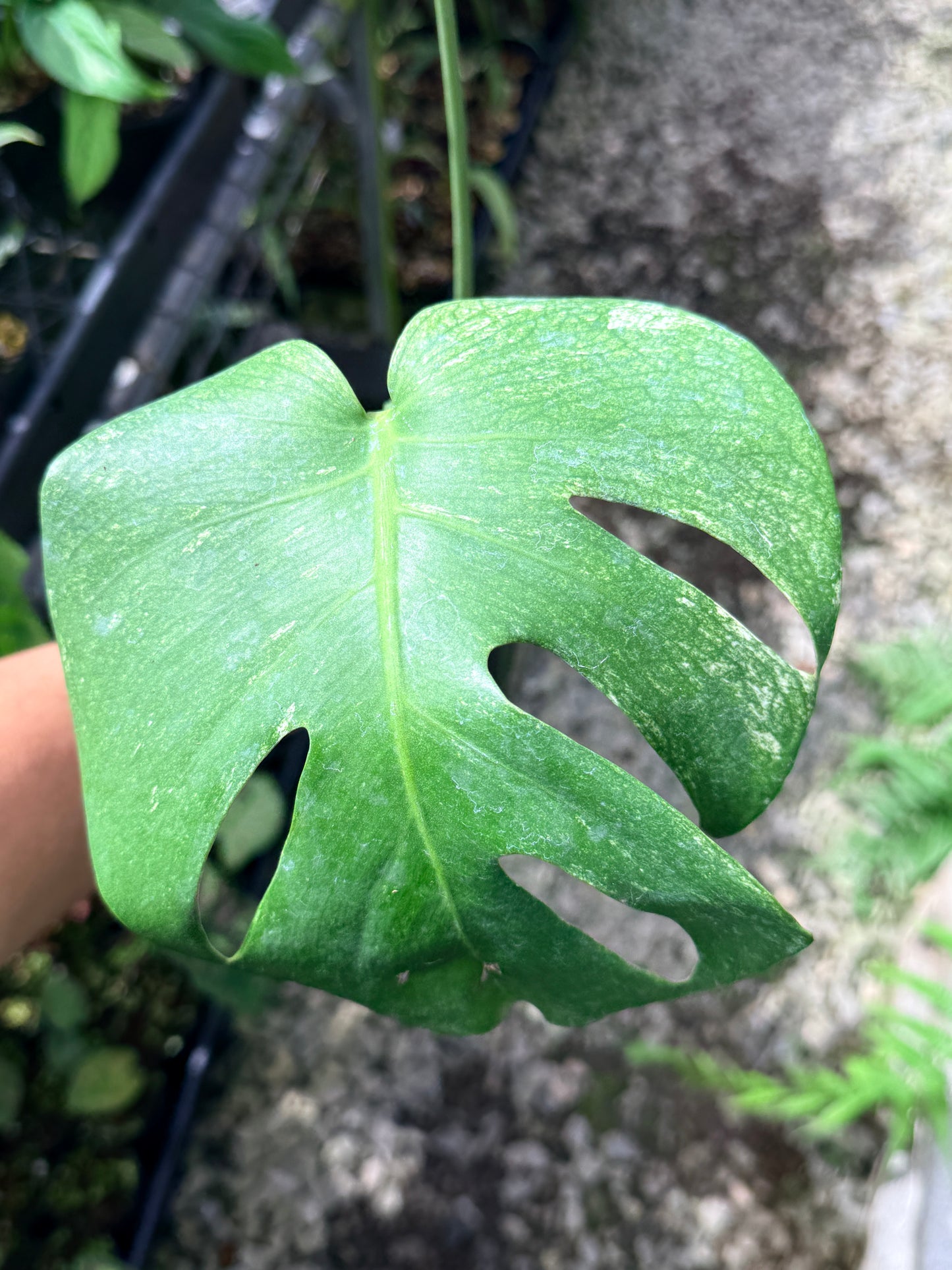Monstera Deliciosa 'Mint' Q71