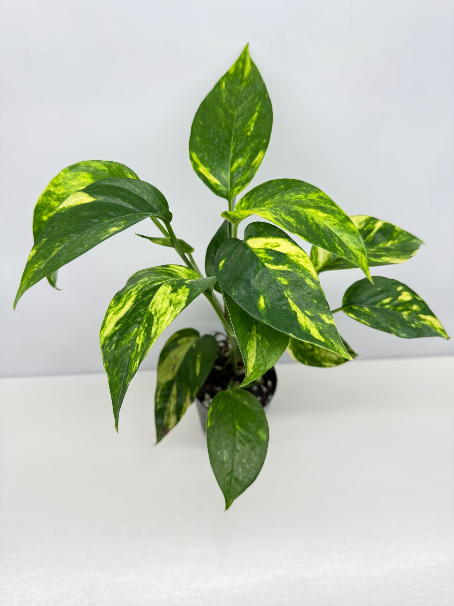 Epipremnum pinnatum Yellow Flame (Double Planted) - Best Pick of the Crop!
