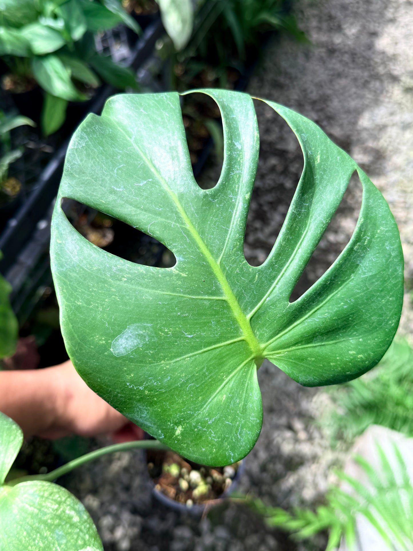 Monstera Deliciosa 'Mint' Q71