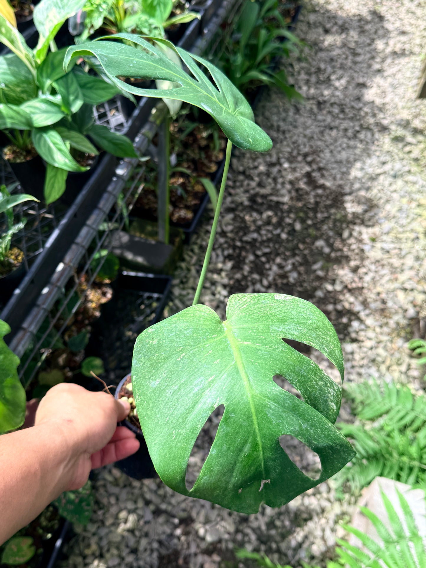 Monstera Deliciosa 'Mint' Q71