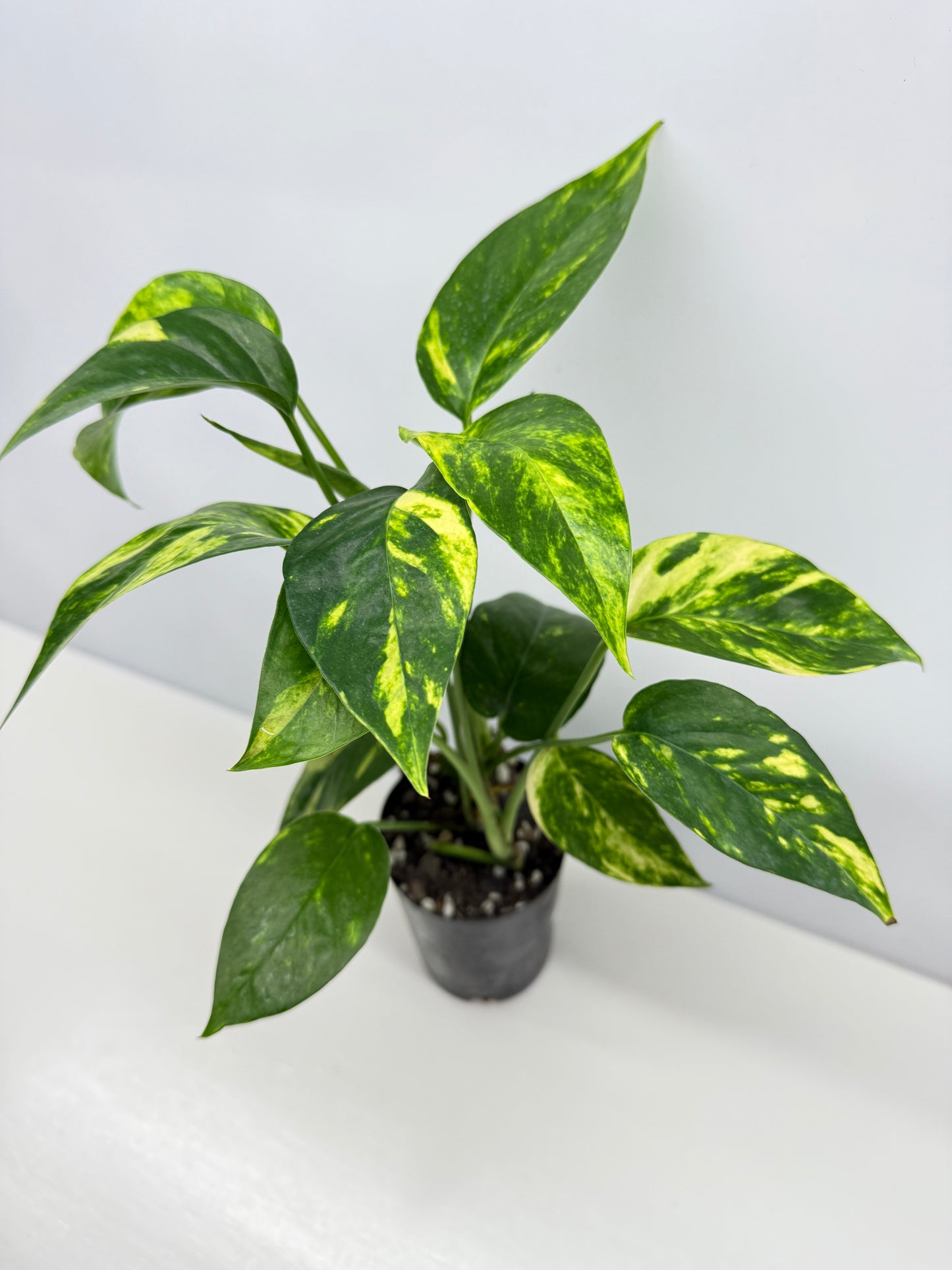 Epipremnum pinnatum Yellow Flame (Double Planted) - Best Pick of the Crop!