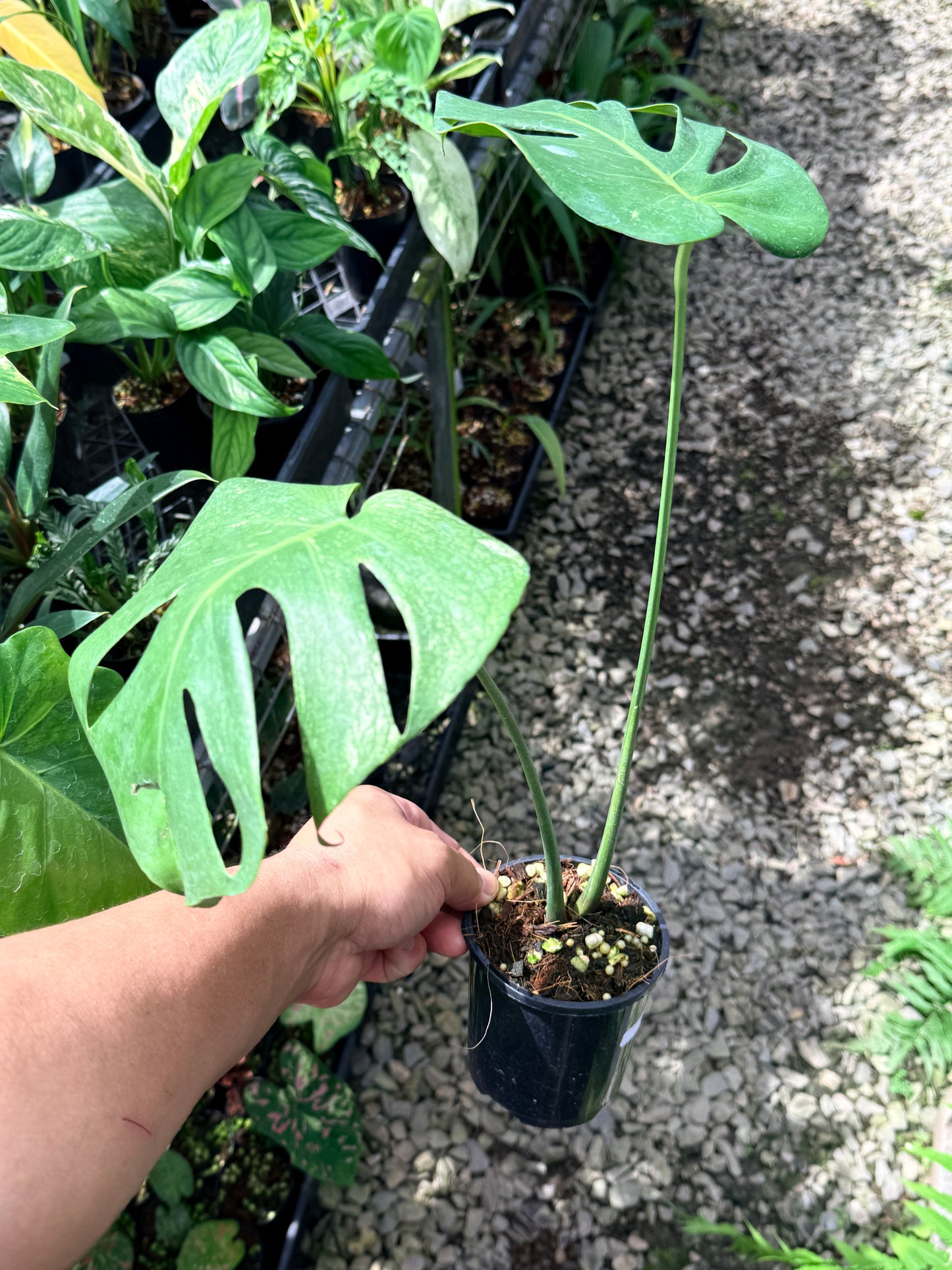 Monstera Deliciosa 'Mint' Q71