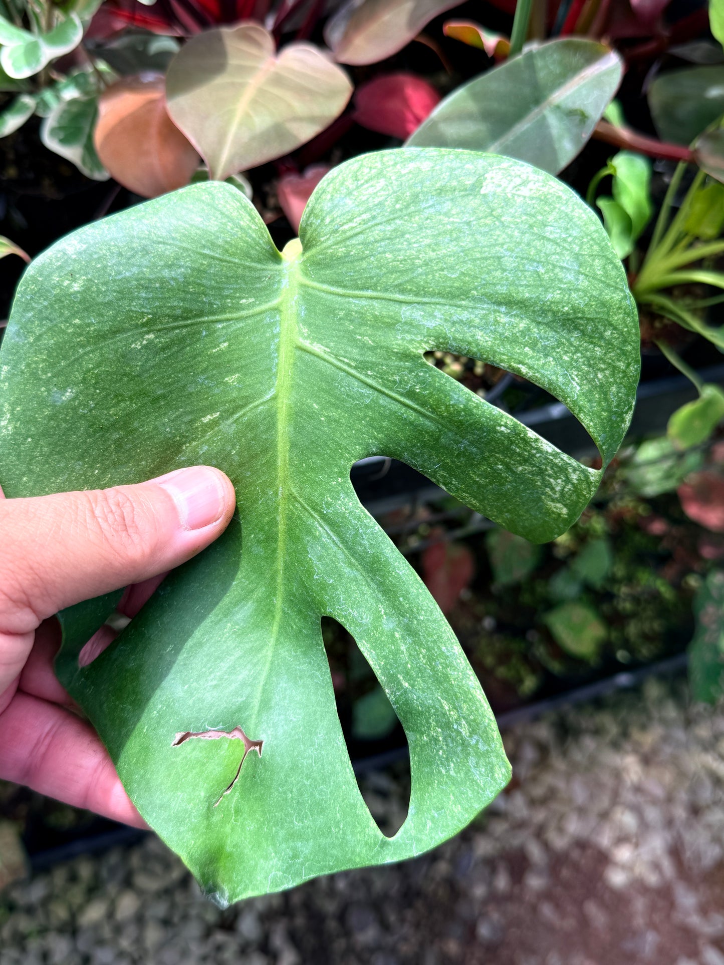 Monstera Deliciosa 'Mint' Q71