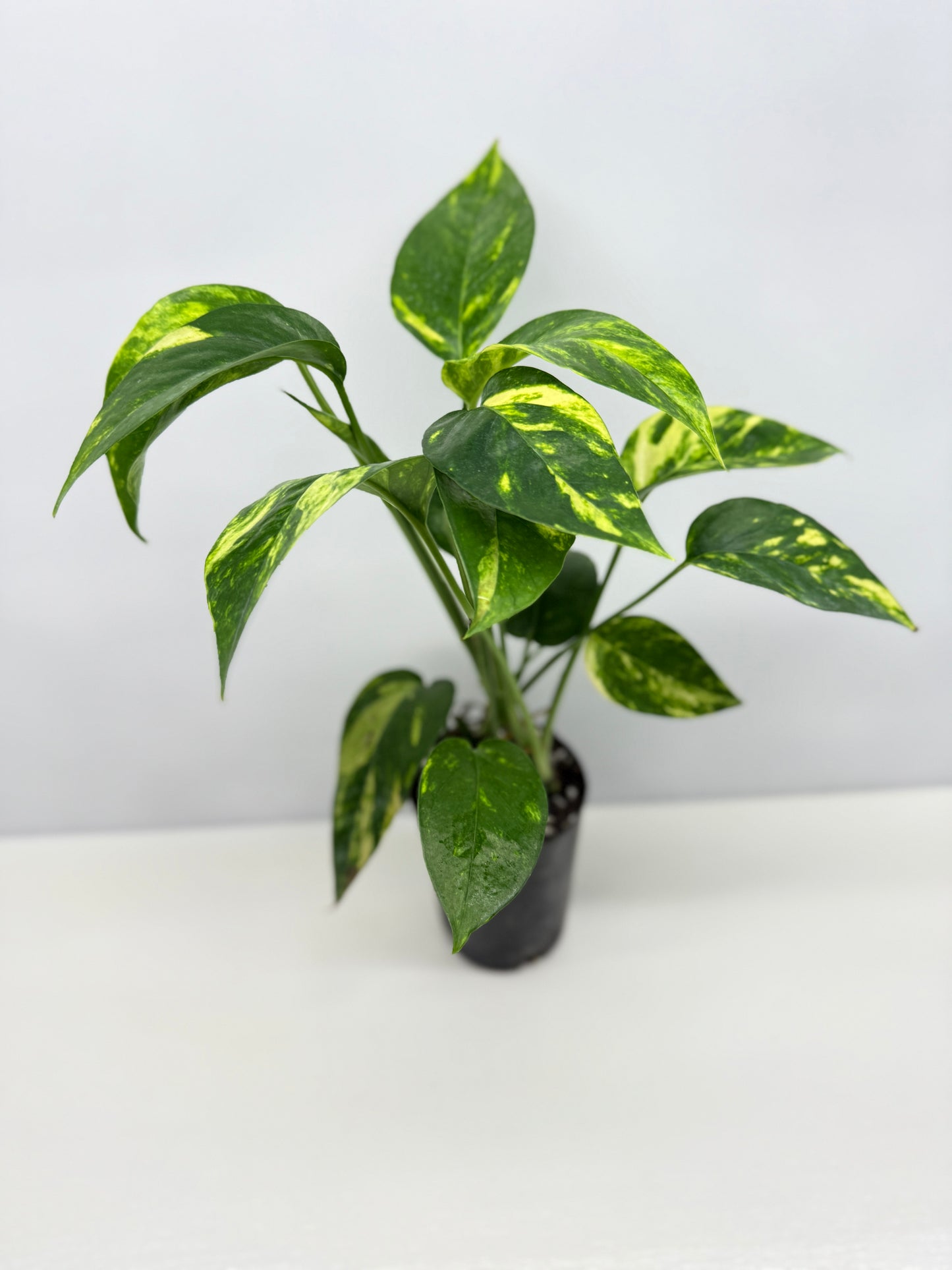 Epipremnum pinnatum Yellow Flame (Double Planted) - Best Pick of the Crop!