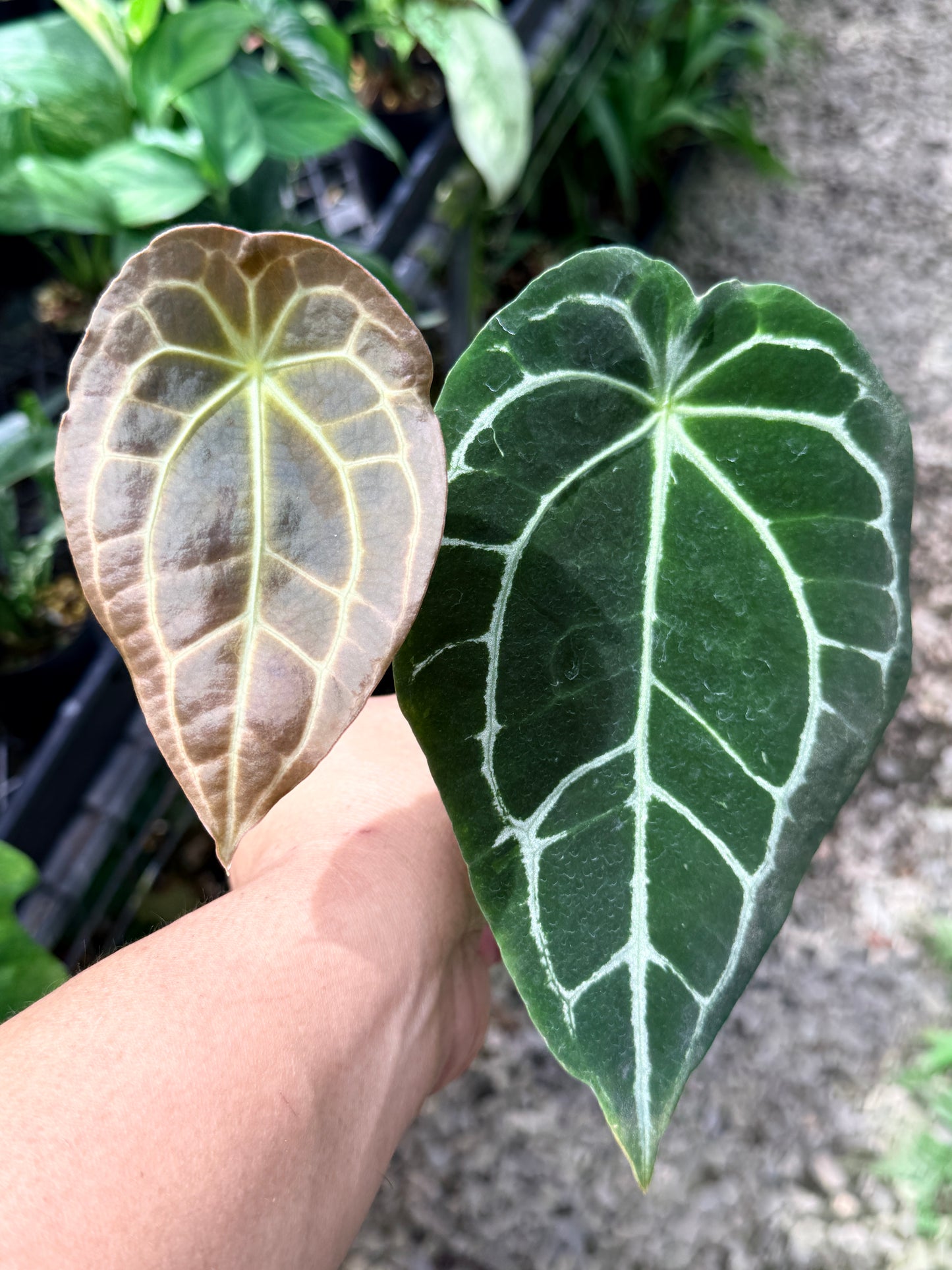 Anthurium 'Forgetii' Q84