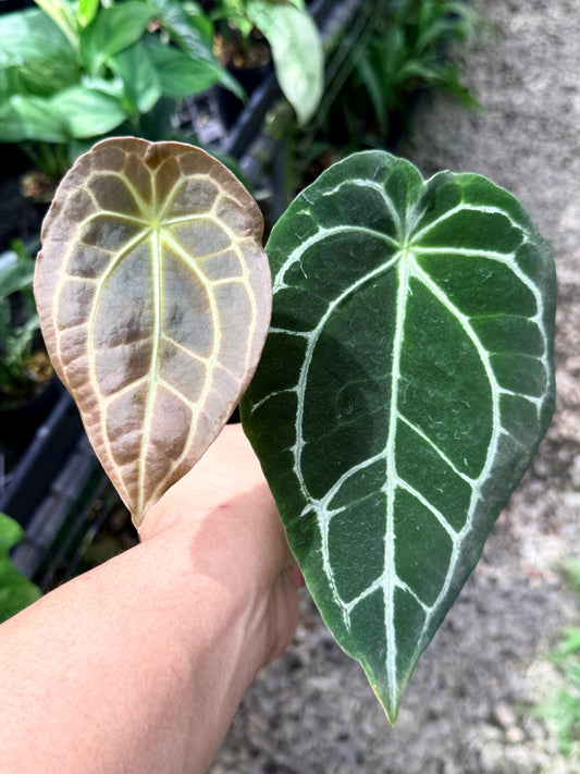 Anthurium 'Forgetii' Q84