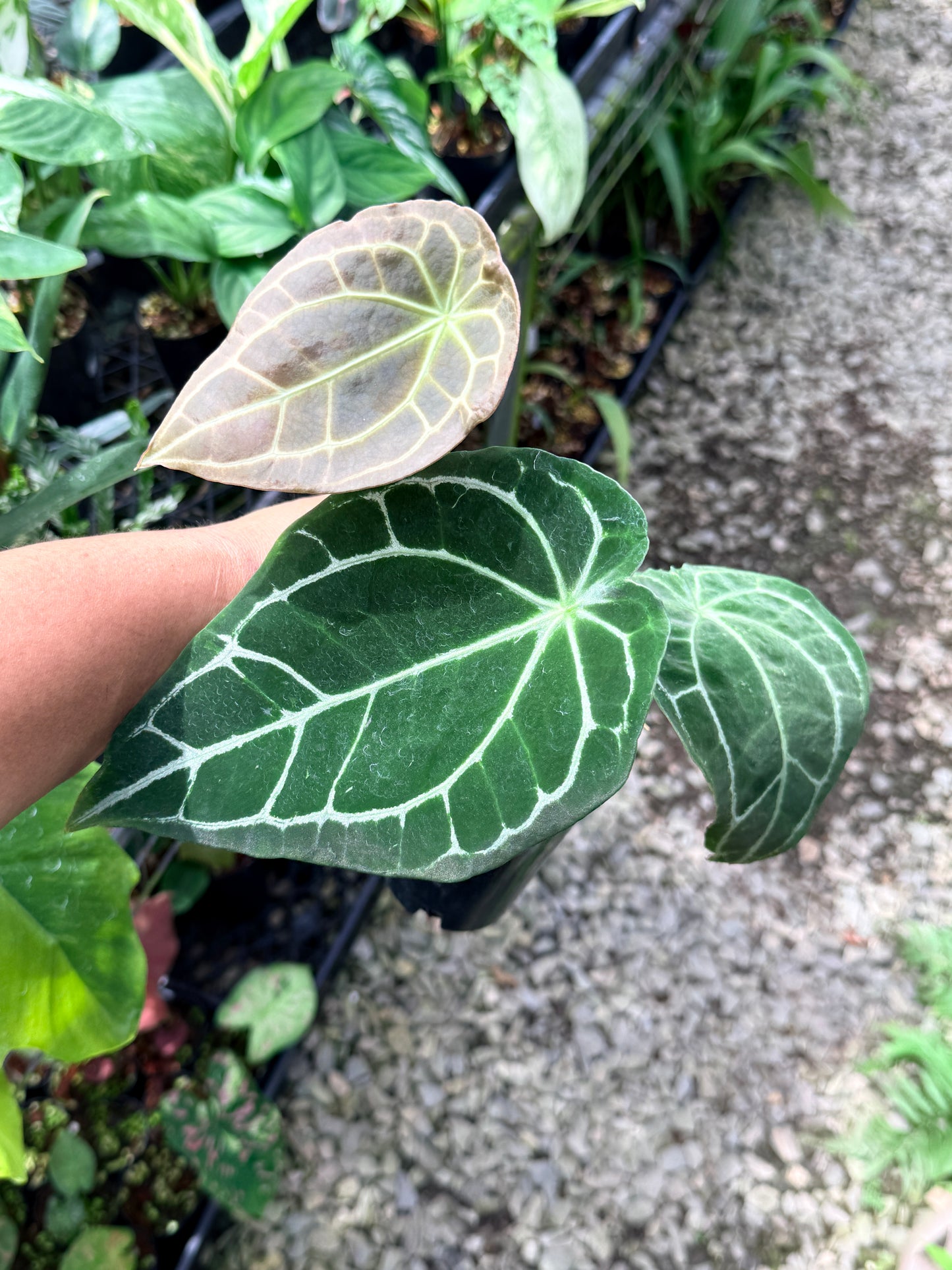 Anthurium 'Forgetii' Q84