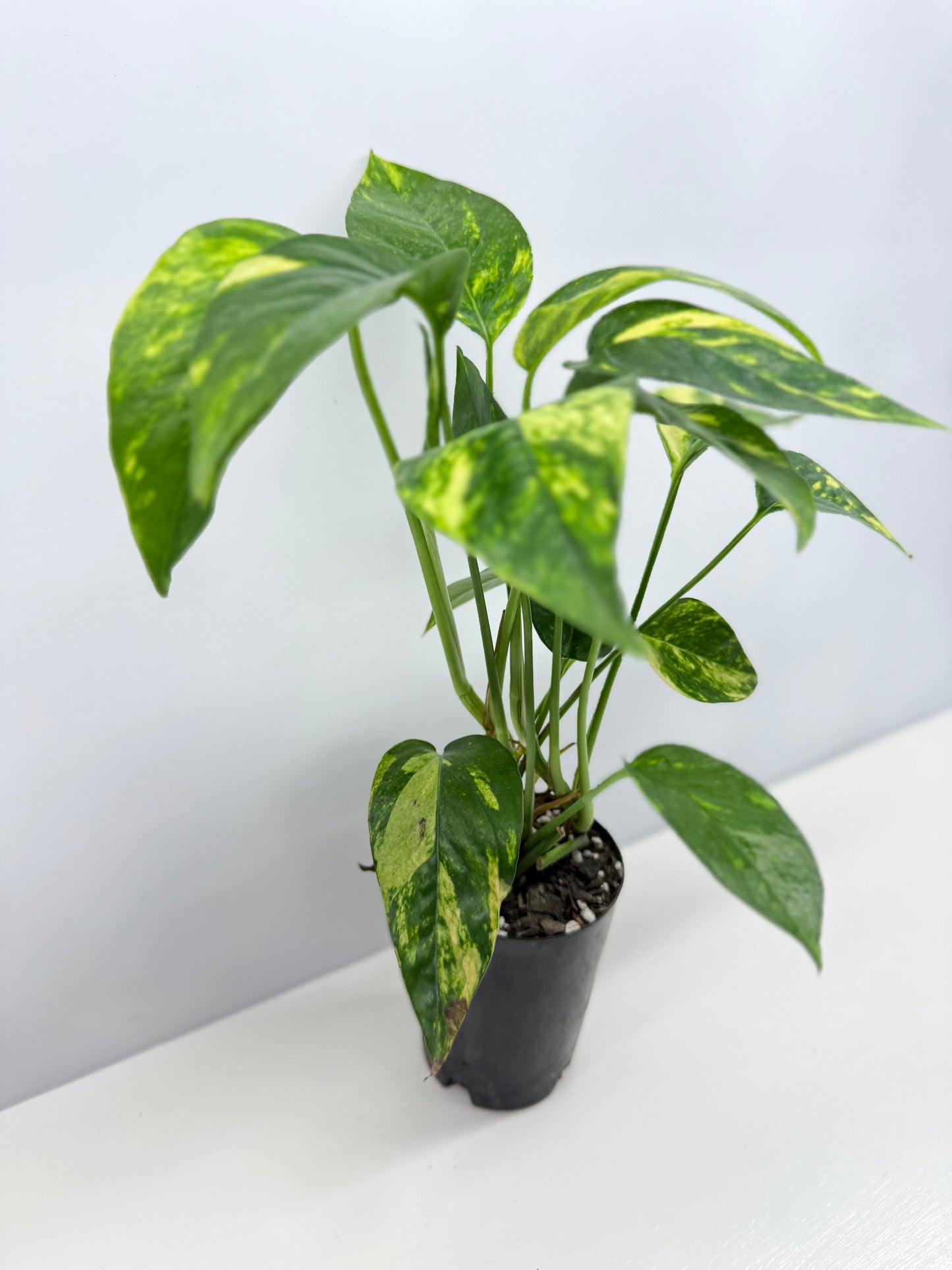 Epipremnum pinnatum Yellow Flame (Double Planted) - Best Pick of the Crop!