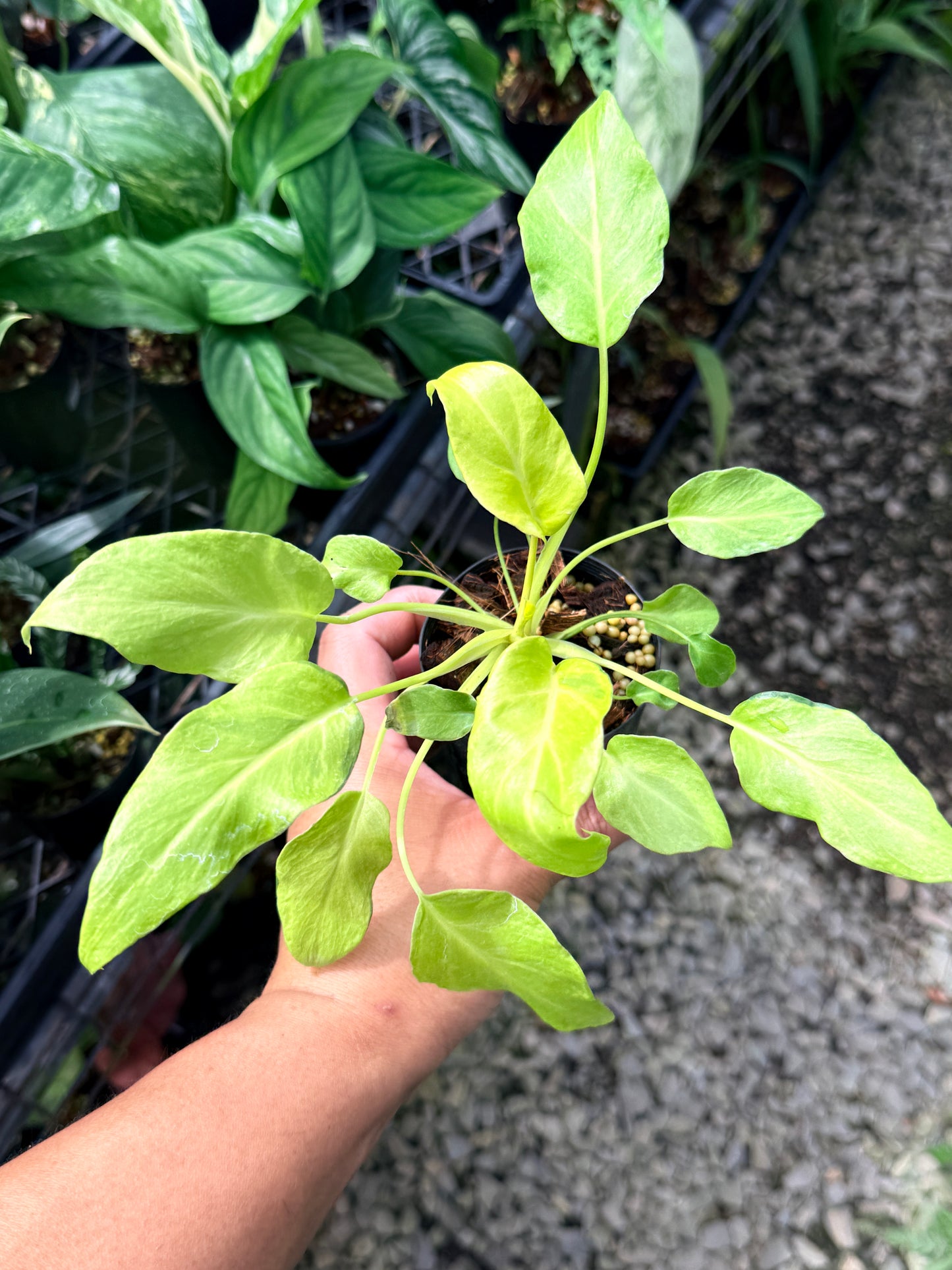 Philodendron 'Xanadu Vareigata' - Low Variegated Q76