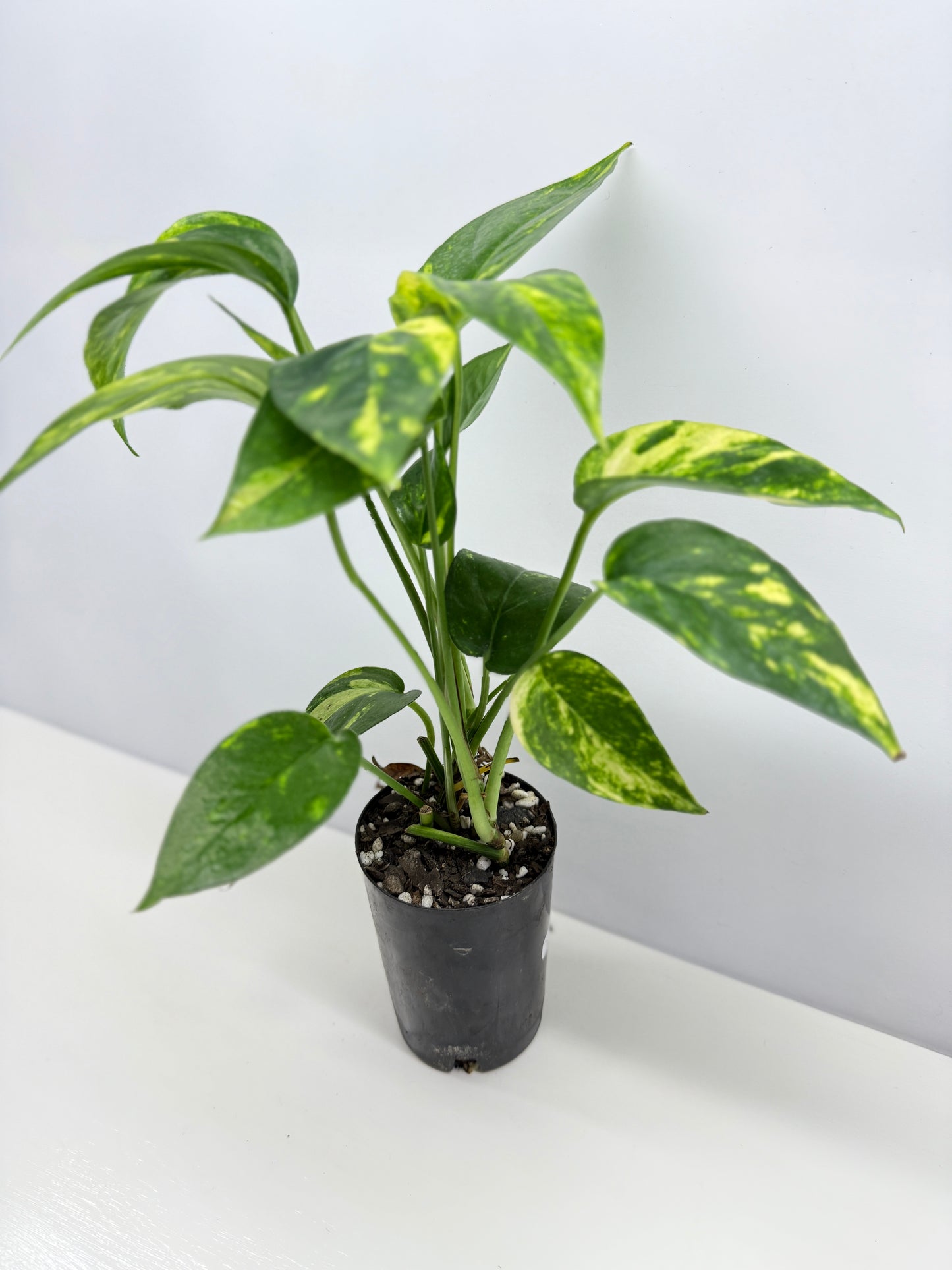 Epipremnum pinnatum Yellow Flame (Double Planted) - Best Pick of the Crop!