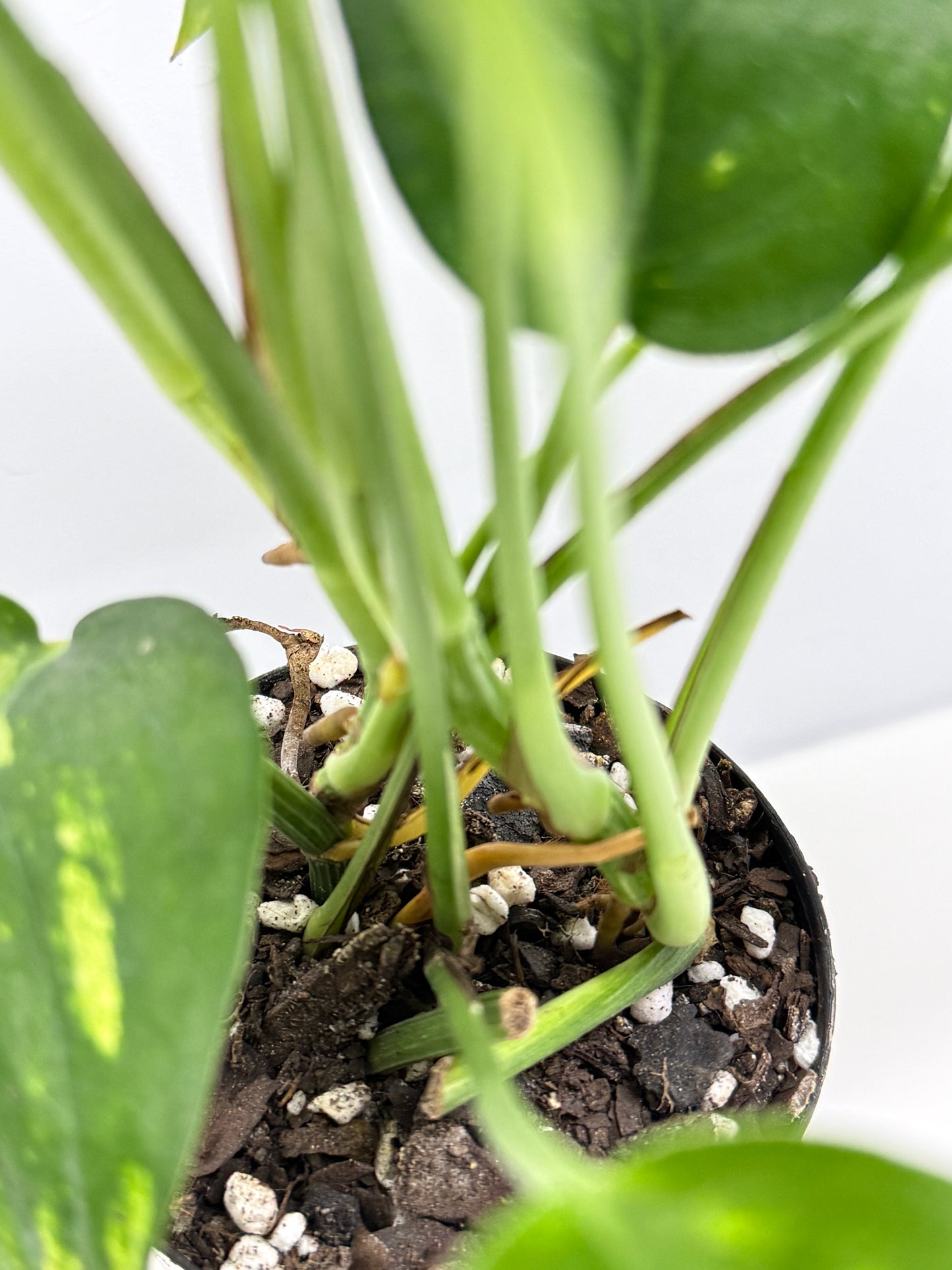 Epipremnum pinnatum Yellow Flame (Double Planted) - Best Pick of the Crop!