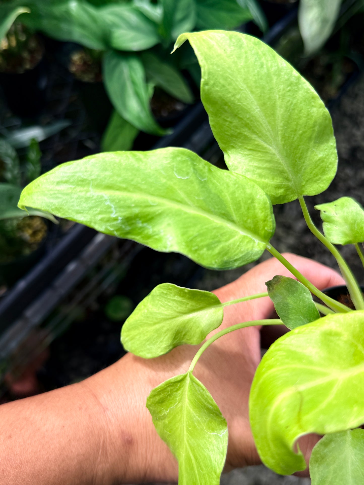 Philodendron 'Xanadu Vareigata' - Low Variegated Q76