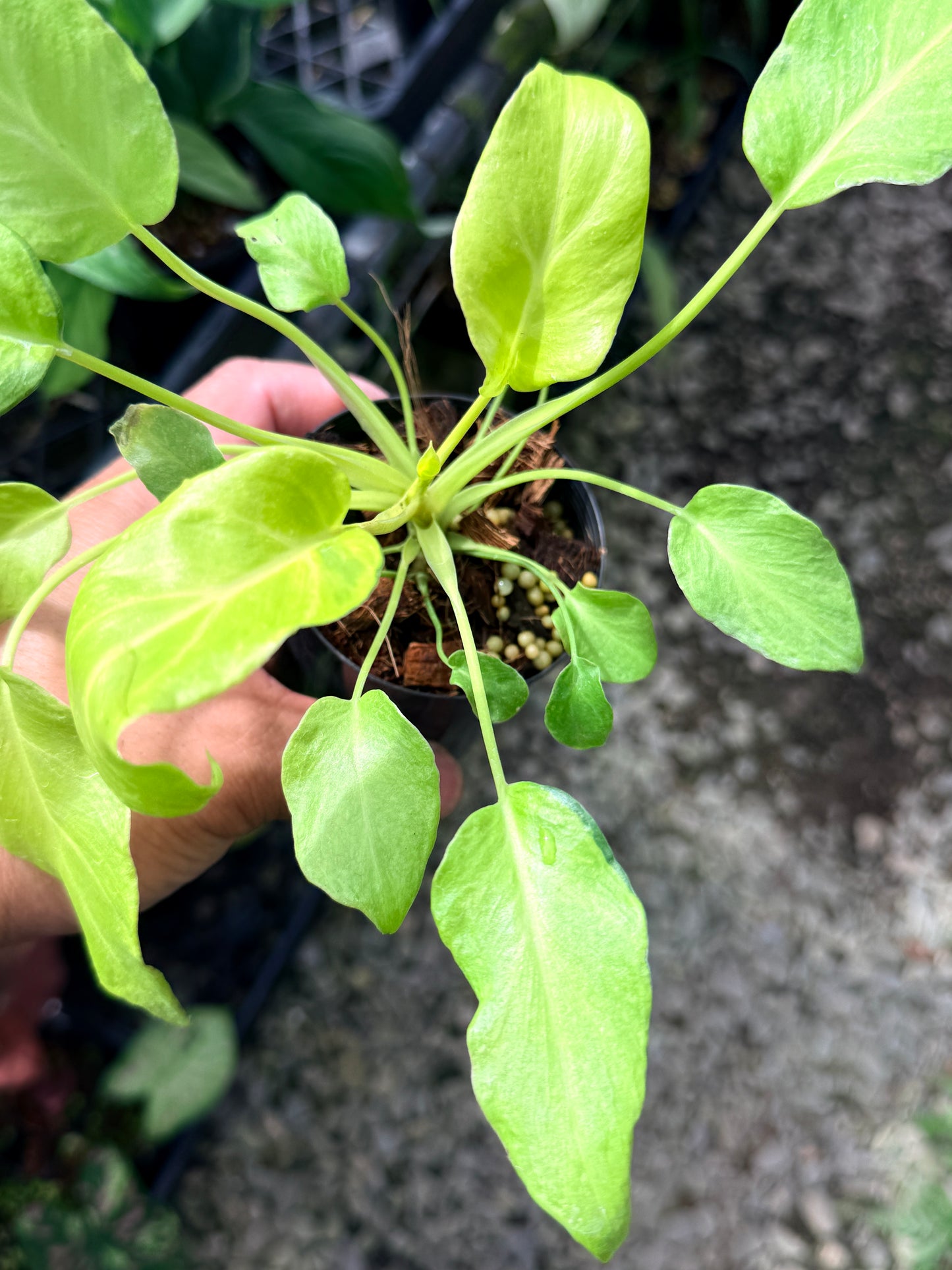 Philodendron 'Xanadu Vareigata' - Low Variegated Q76