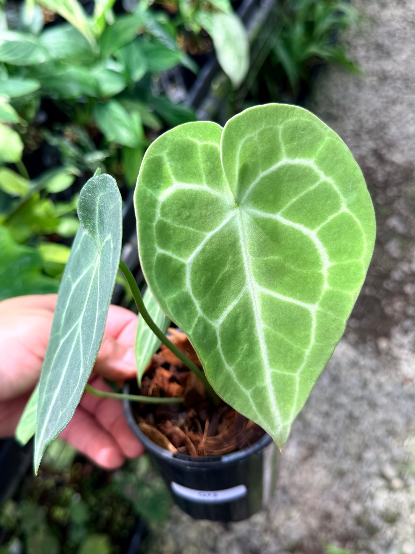 Anthurium Clarinervium Q72