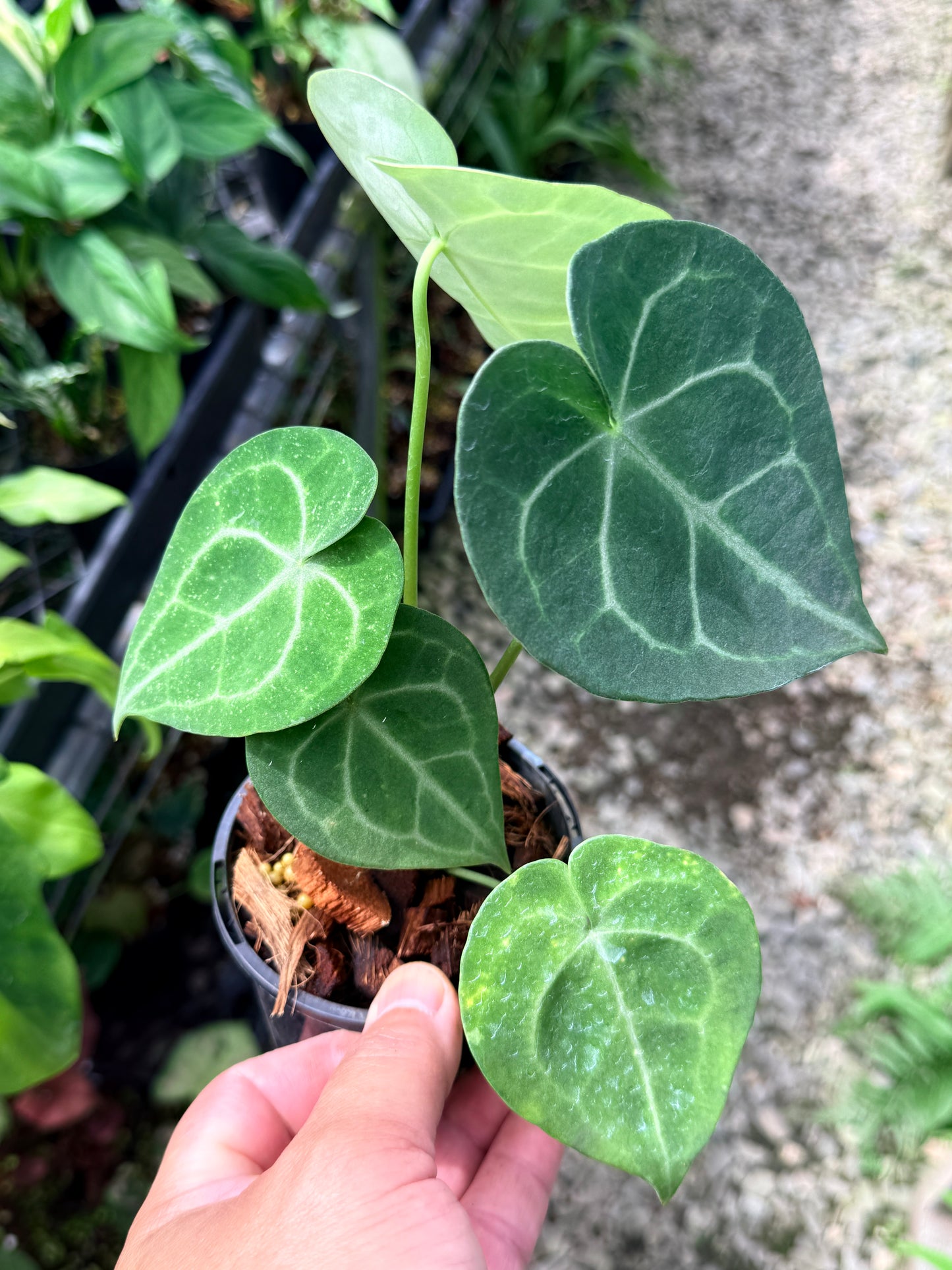 Anthurium Clarinervium Q72