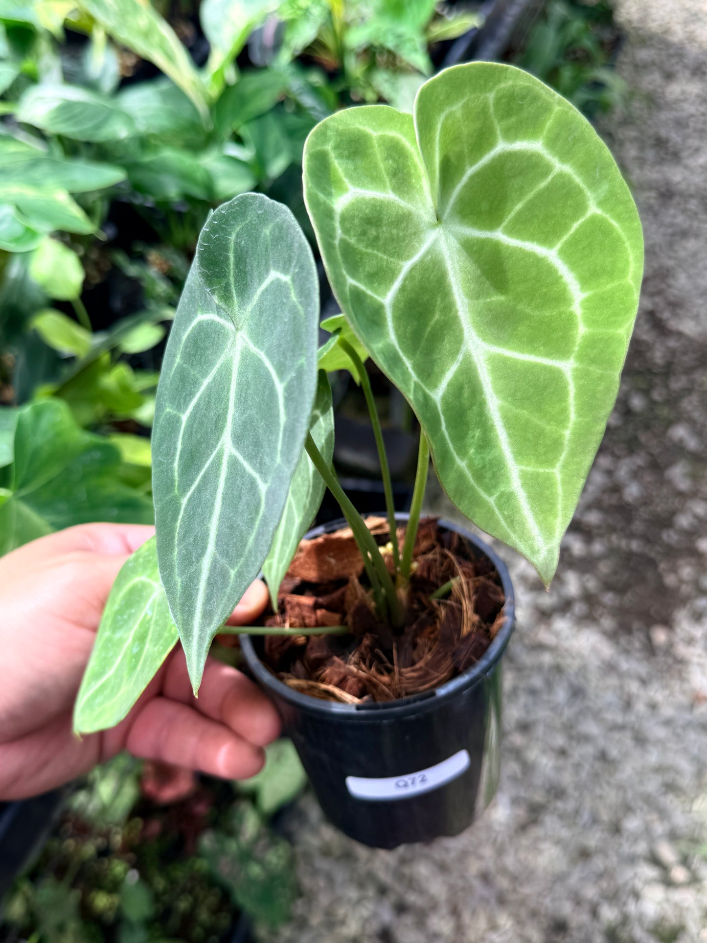 Anthurium Clarinervium Q72