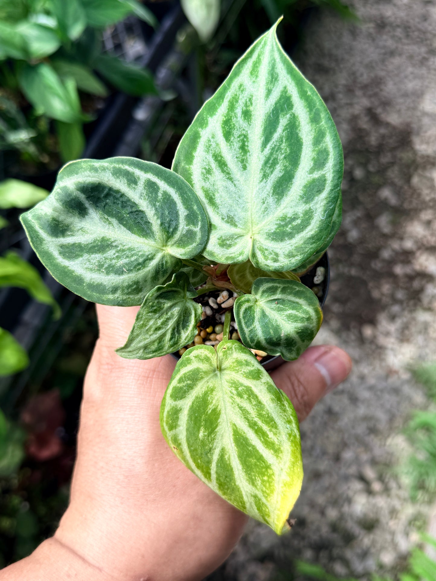 Anthurium crystallinum 'Dorayaki Miniature' Q75
