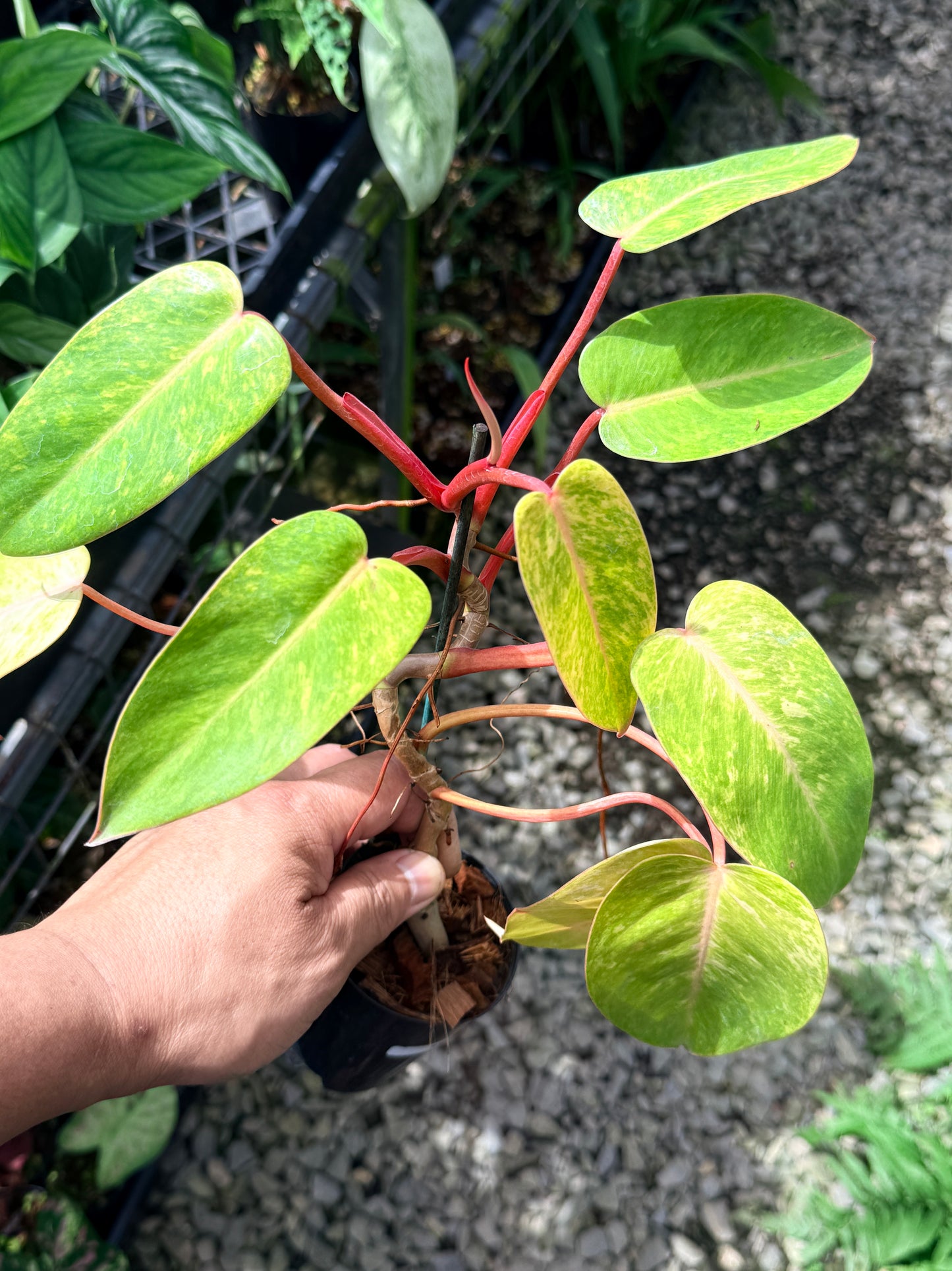 Philodendron 'Painted Lady' M76