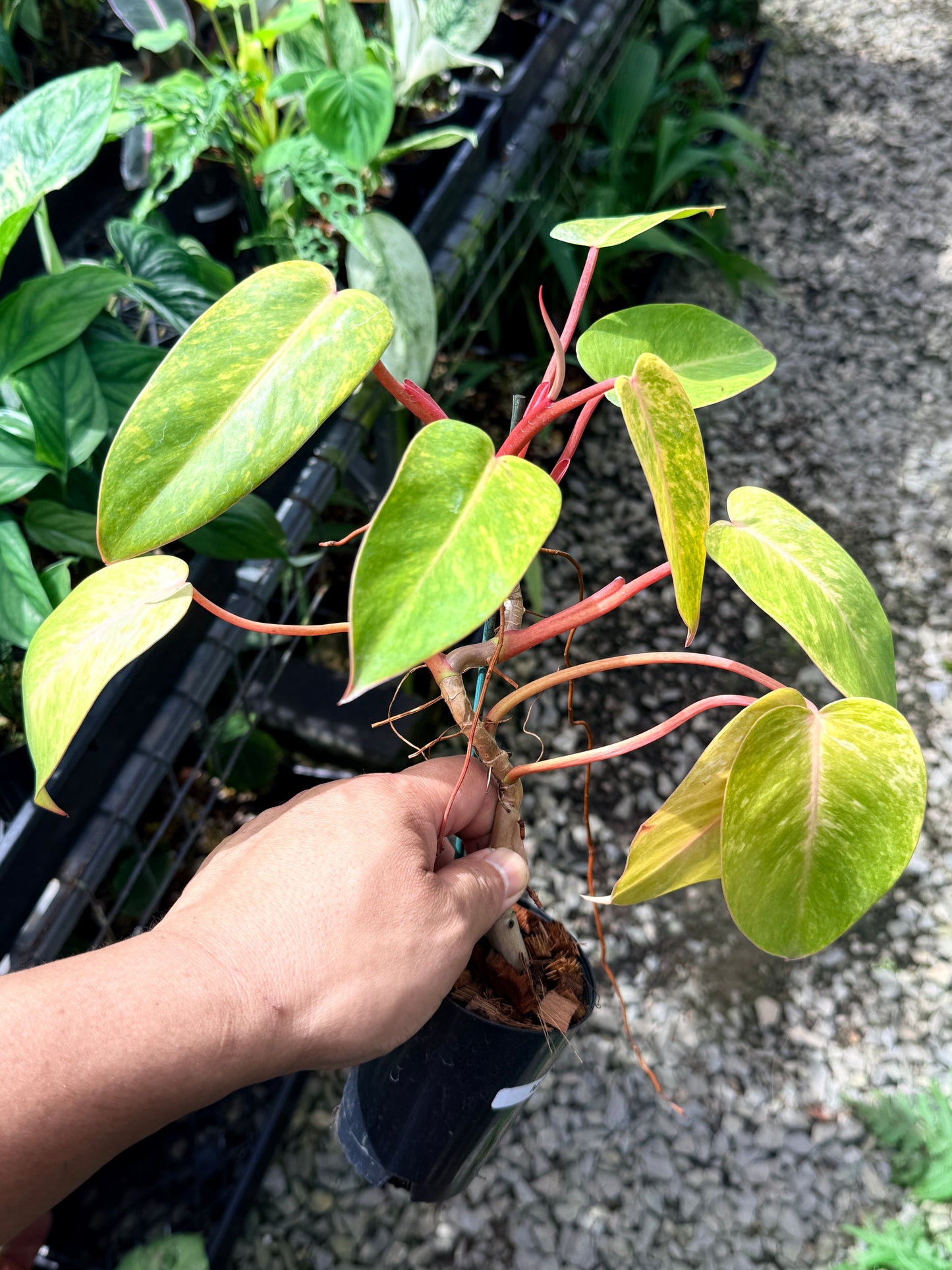 Philodendron 'Painted Lady' M76