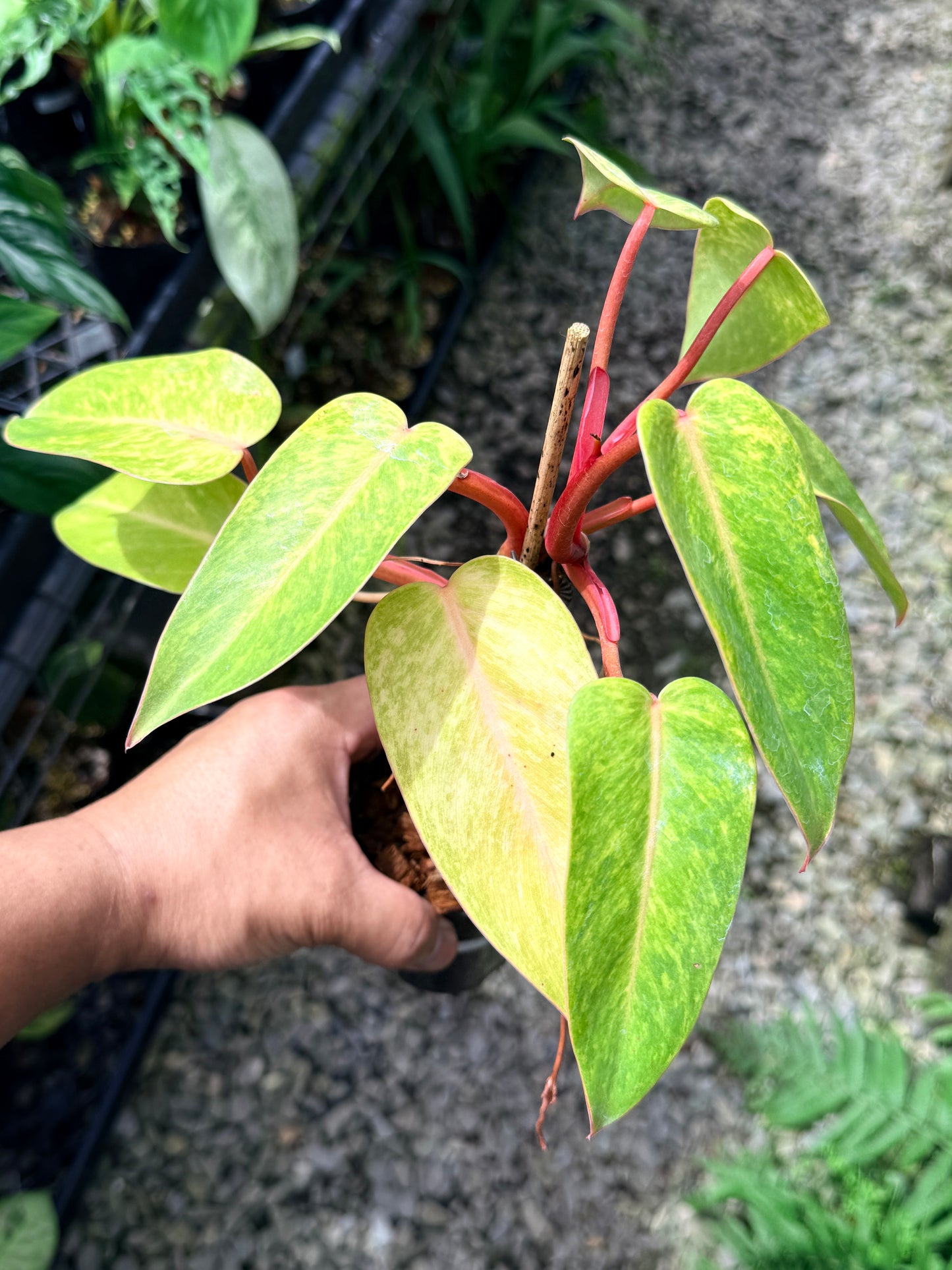 Philodendron 'Painted Lady' F69