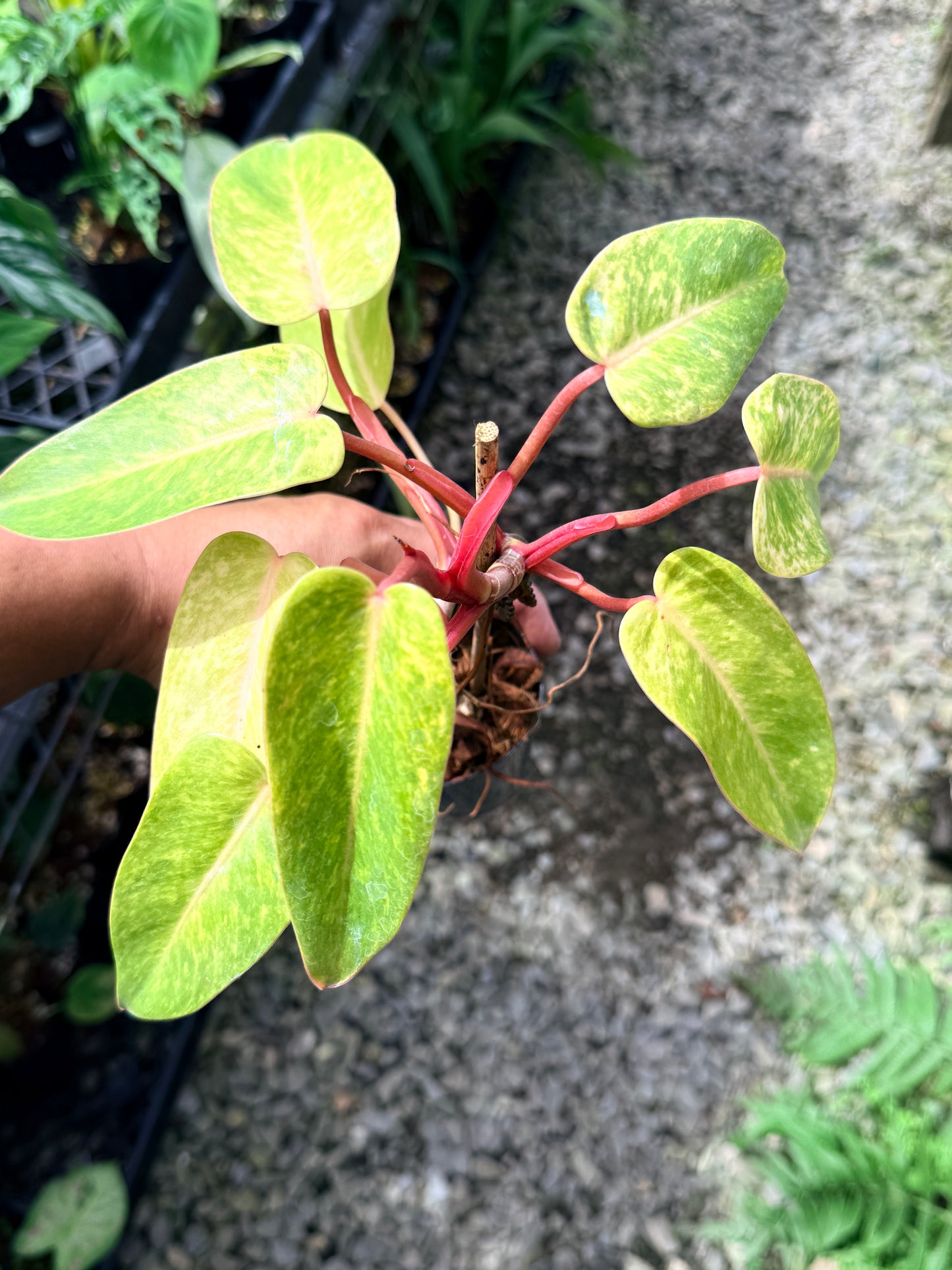 Philodendron 'Painted Lady' F69