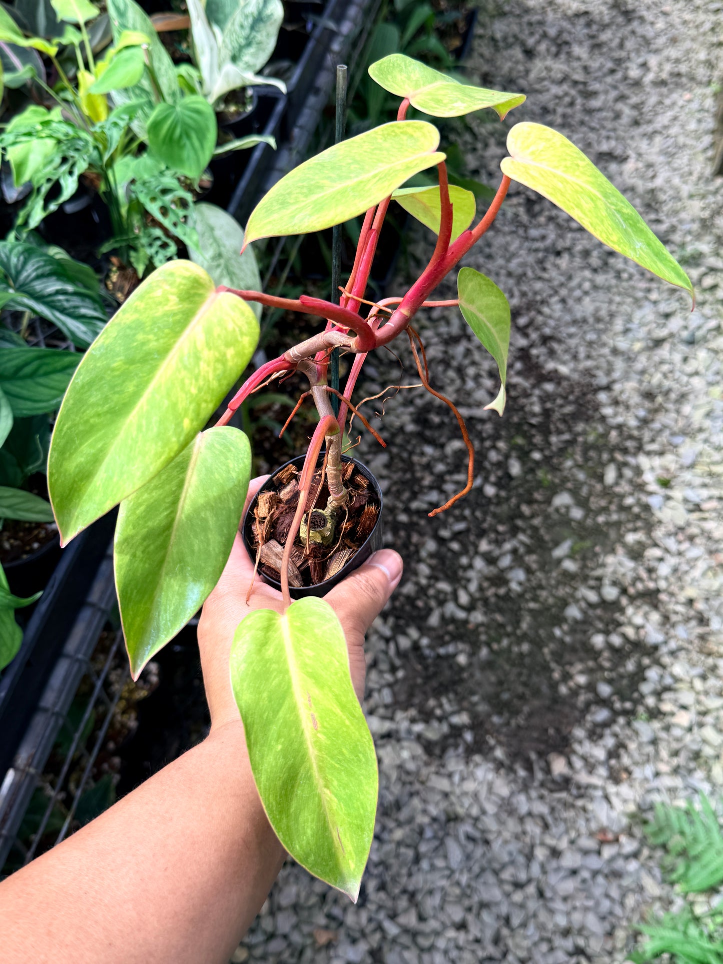 Philodendron 'Painted Lady' M78