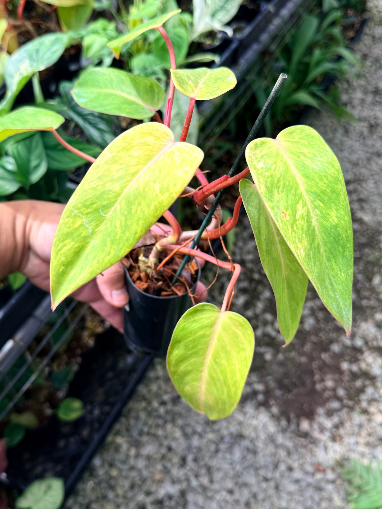 Philodendron 'Painted Lady' M78