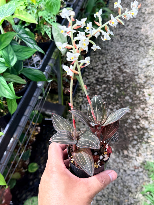 Ludisia discolor 'Black Jewel Orchid' Q79