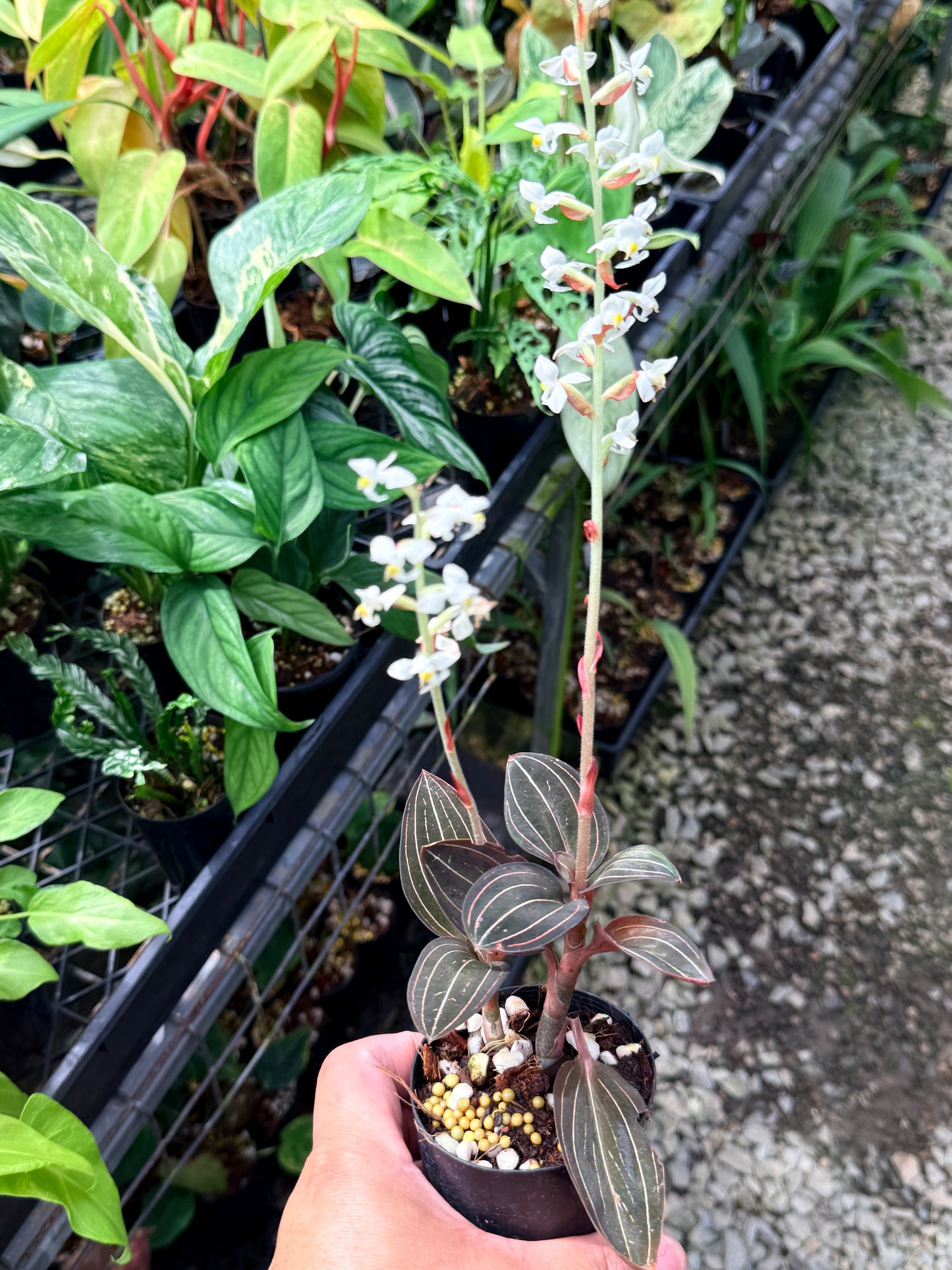 Ludisia discolor 'Black Jewel Orchid' Q81