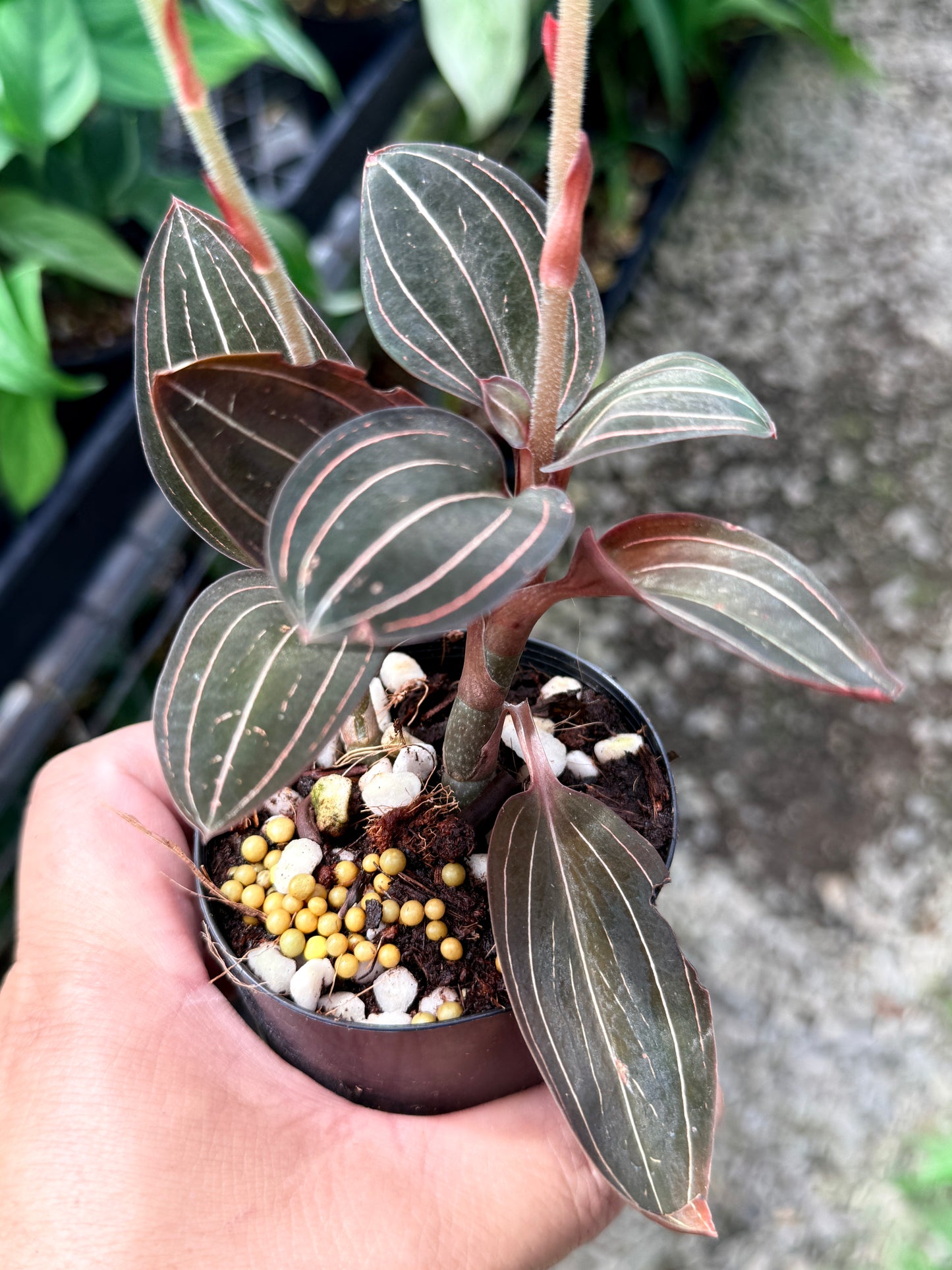 Ludisia discolor 'Black Jewel Orchid' Q81