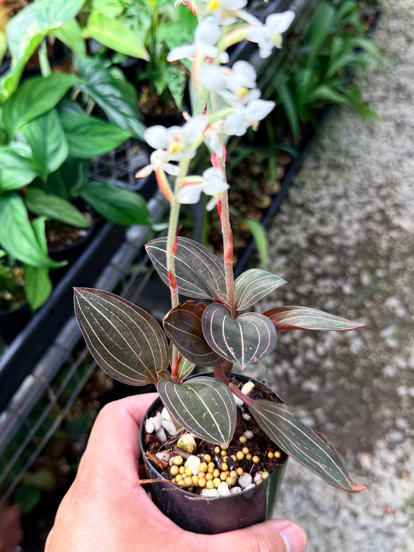 Ludisia discolor 'Black Jewel Orchid' Q81