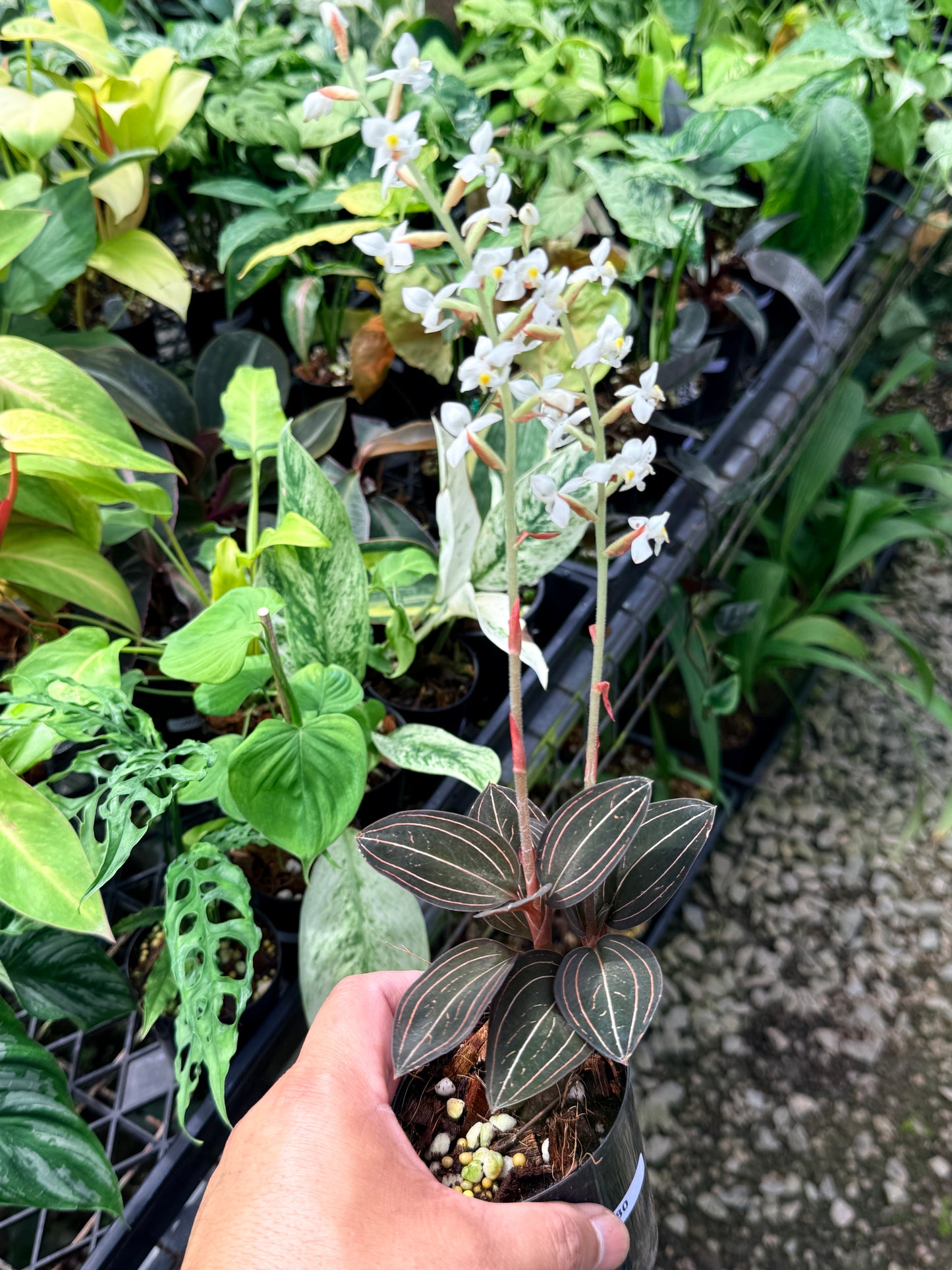 Ludisia discolor 'Black Jewel Orchid' Q80