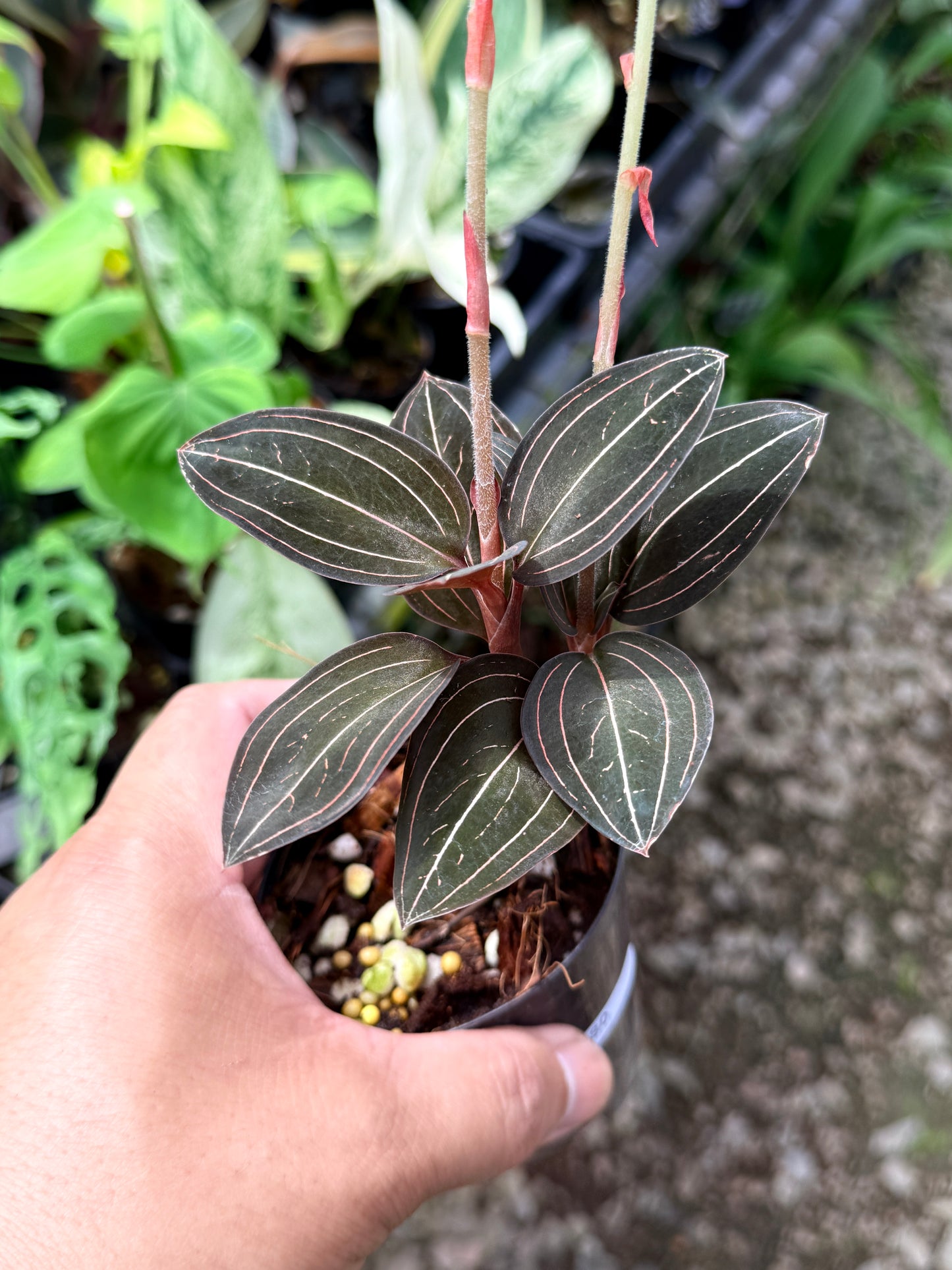 Ludisia discolor 'Black Jewel Orchid' Q80