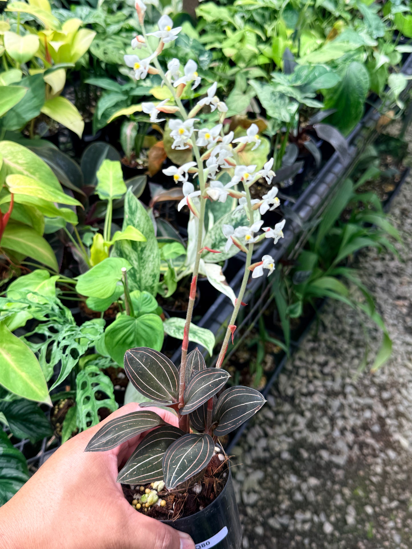 Ludisia discolor 'Black Jewel Orchid' Q80