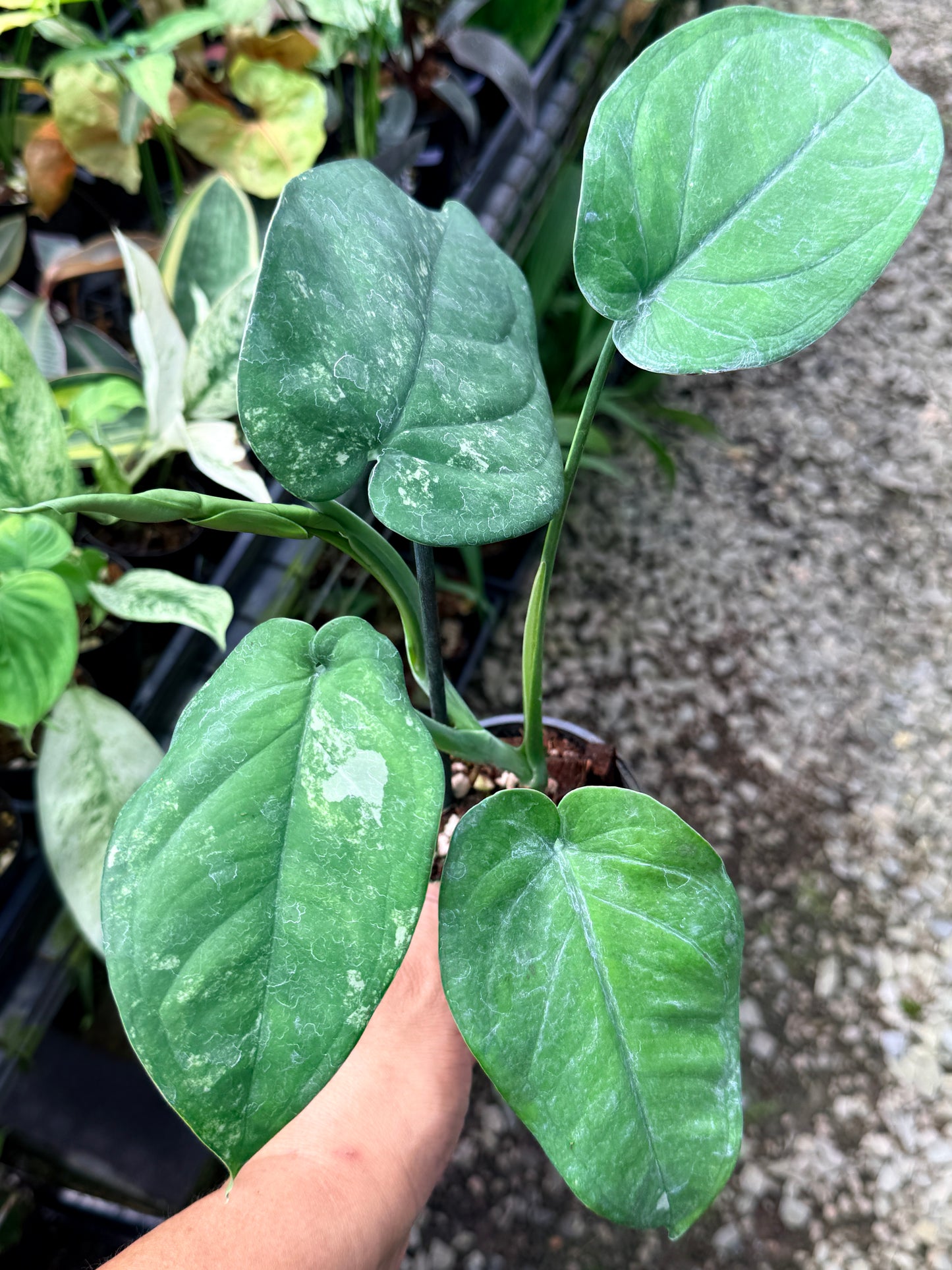 Syngonium 'Chiapense Variegated' R1