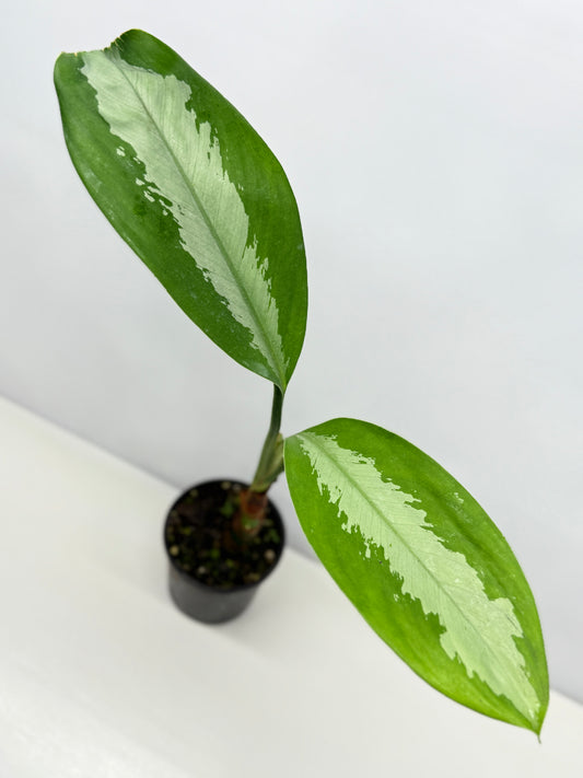 Aglaonema Silver Moon C22