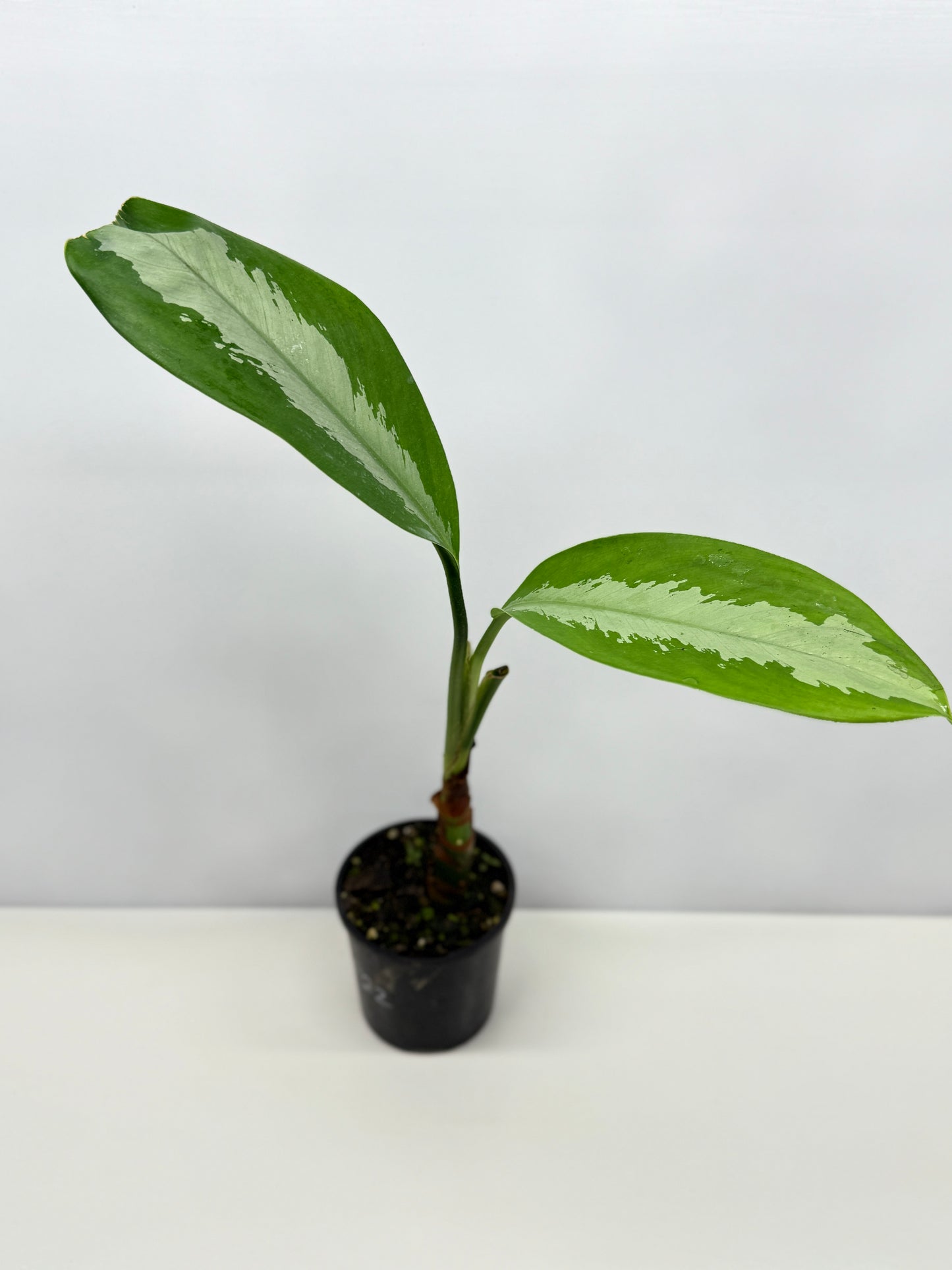 Aglaonema Silver Moon C22
