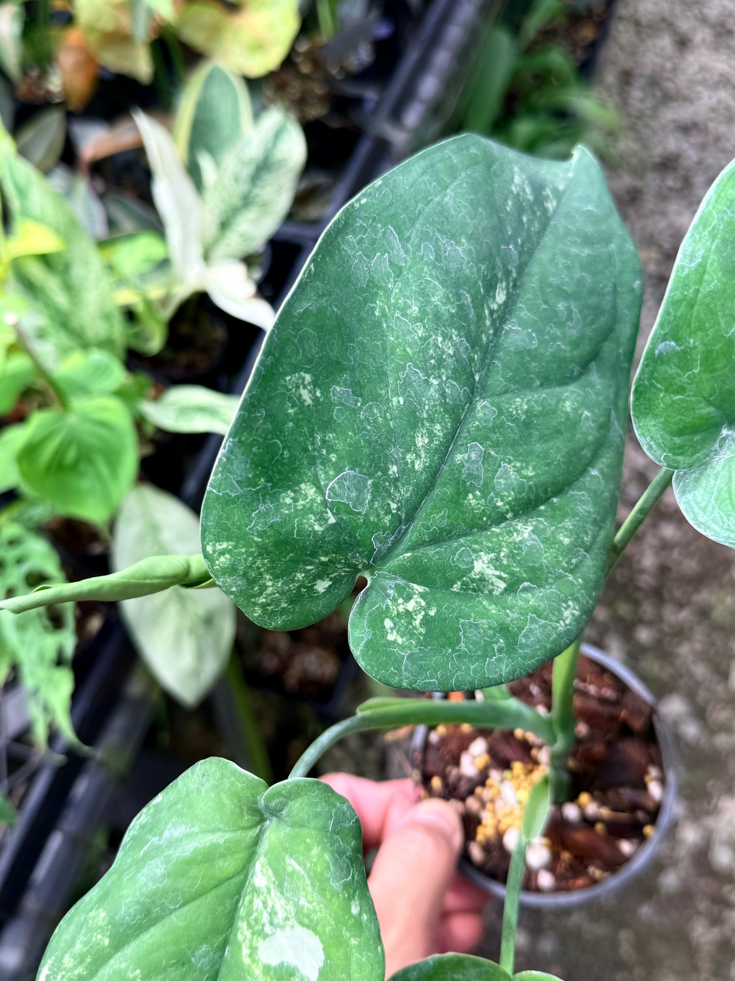 Syngonium 'Chiapense Variegated' R1