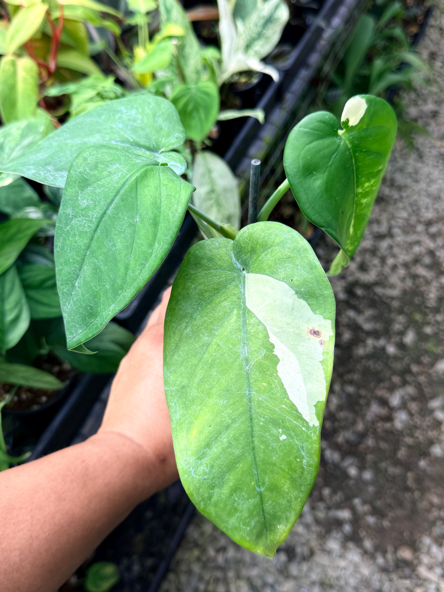 Syngonium 'Chiapense Variegated' R2
