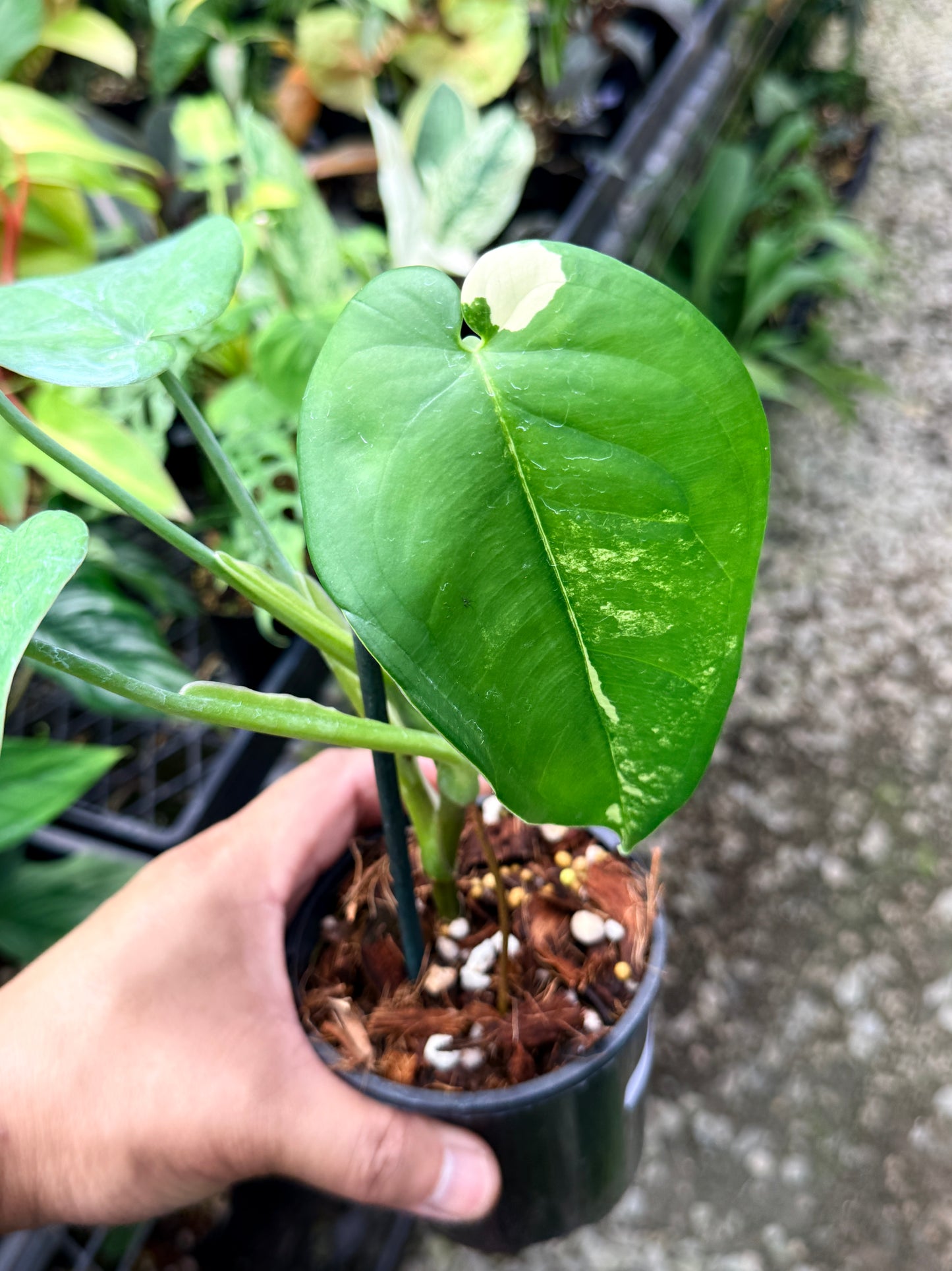 Syngonium 'Chiapense Variegated' R2