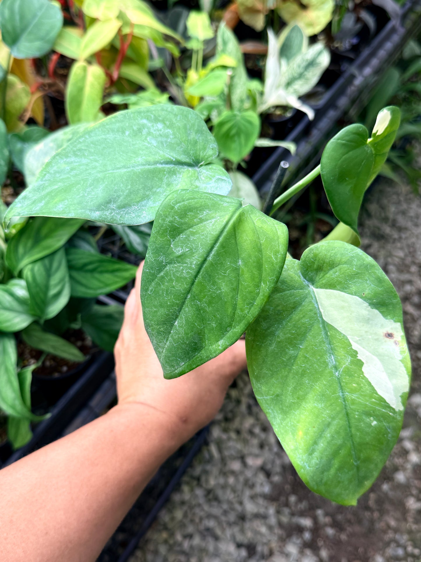 Syngonium 'Chiapense Variegated' R2