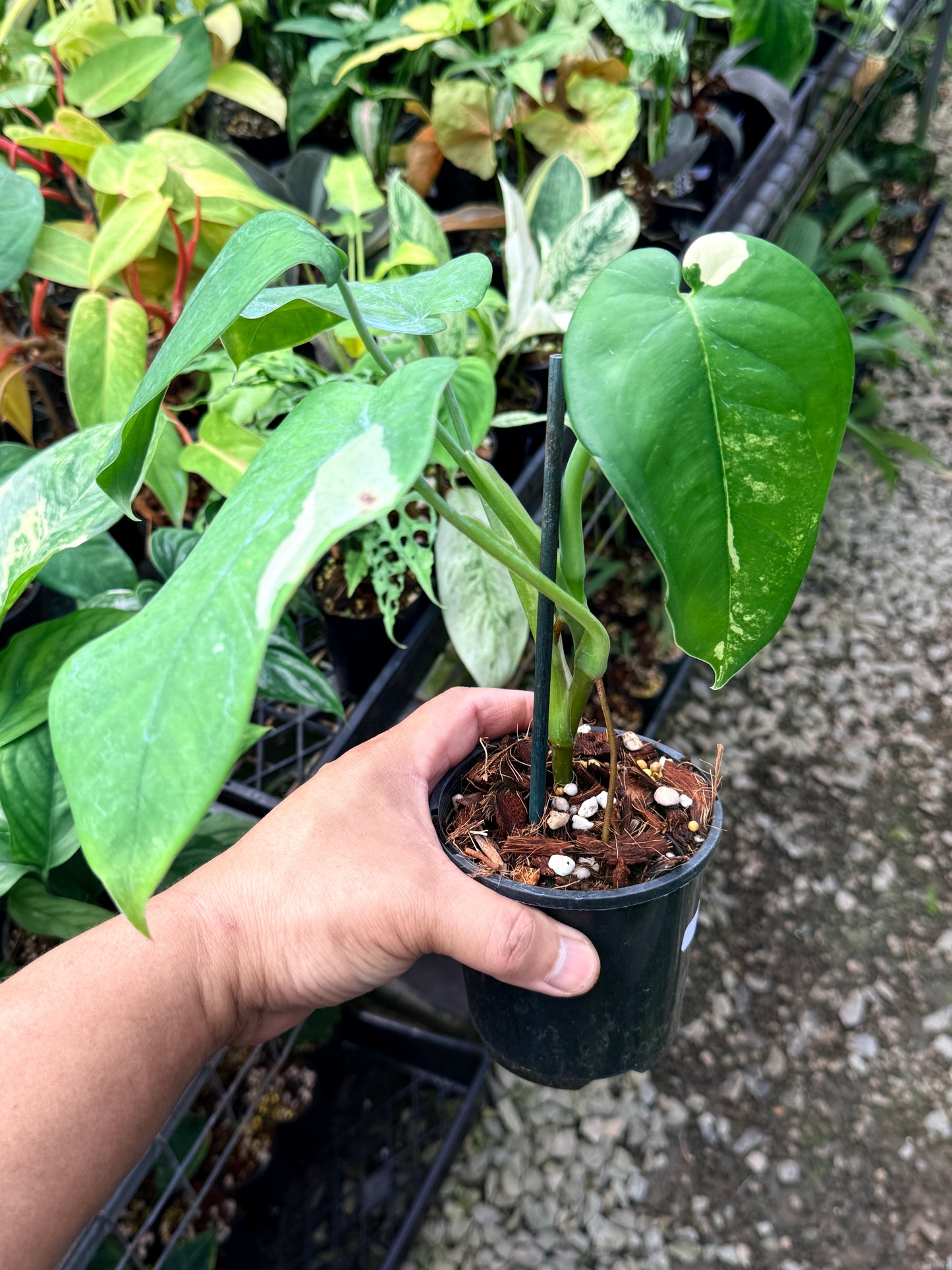 Syngonium 'Chiapense Variegated' R2