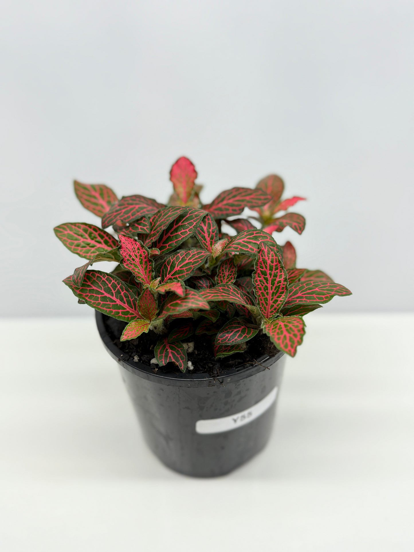 Fittonia albivenis Firetail - Best Pick of the Crop!