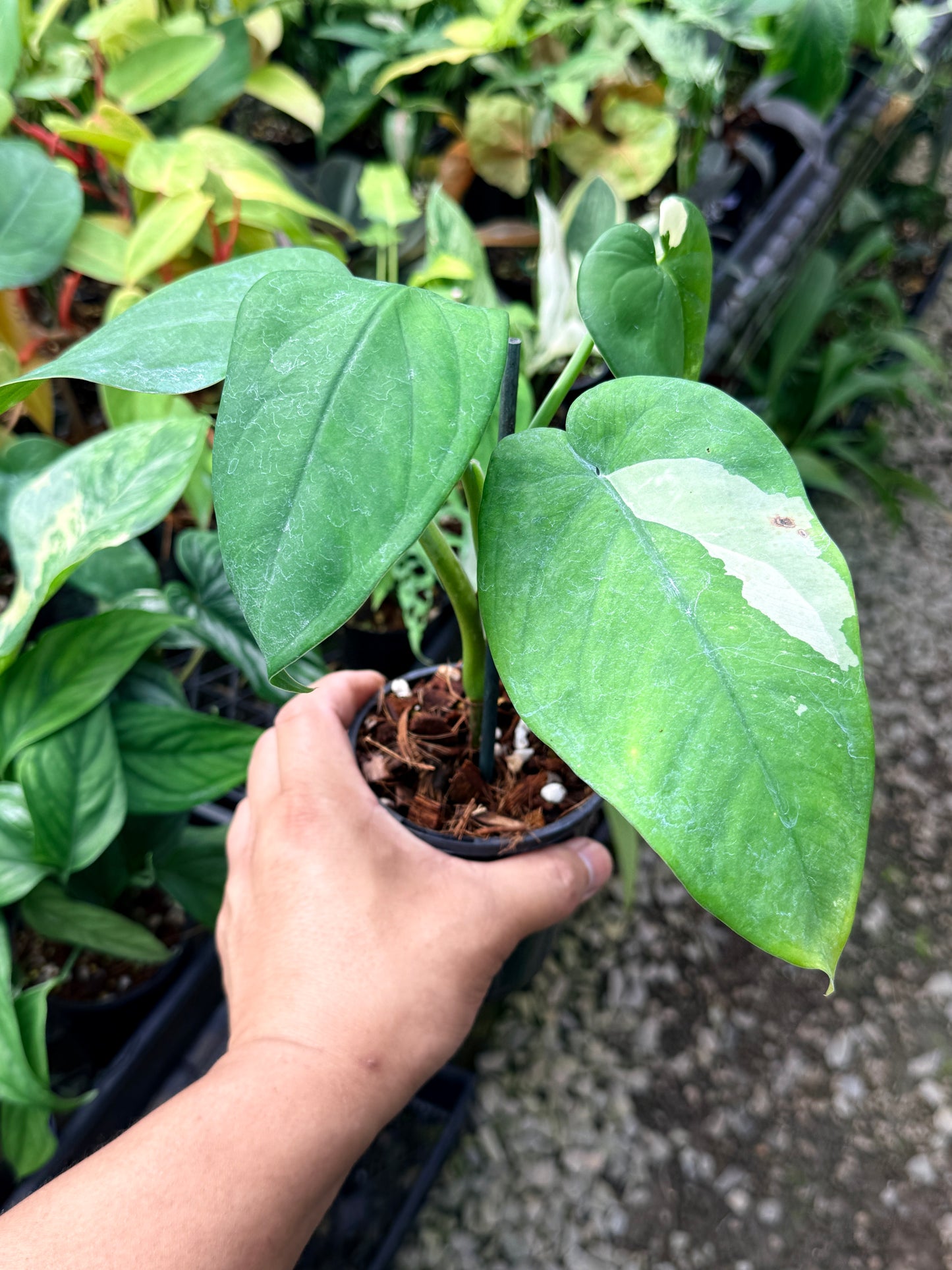 Syngonium 'Chiapense Variegated' R2