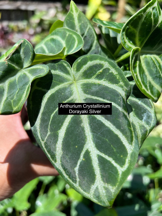 Anthurium crystallinium Dorayaki - The Silver Shine Anthurium C105