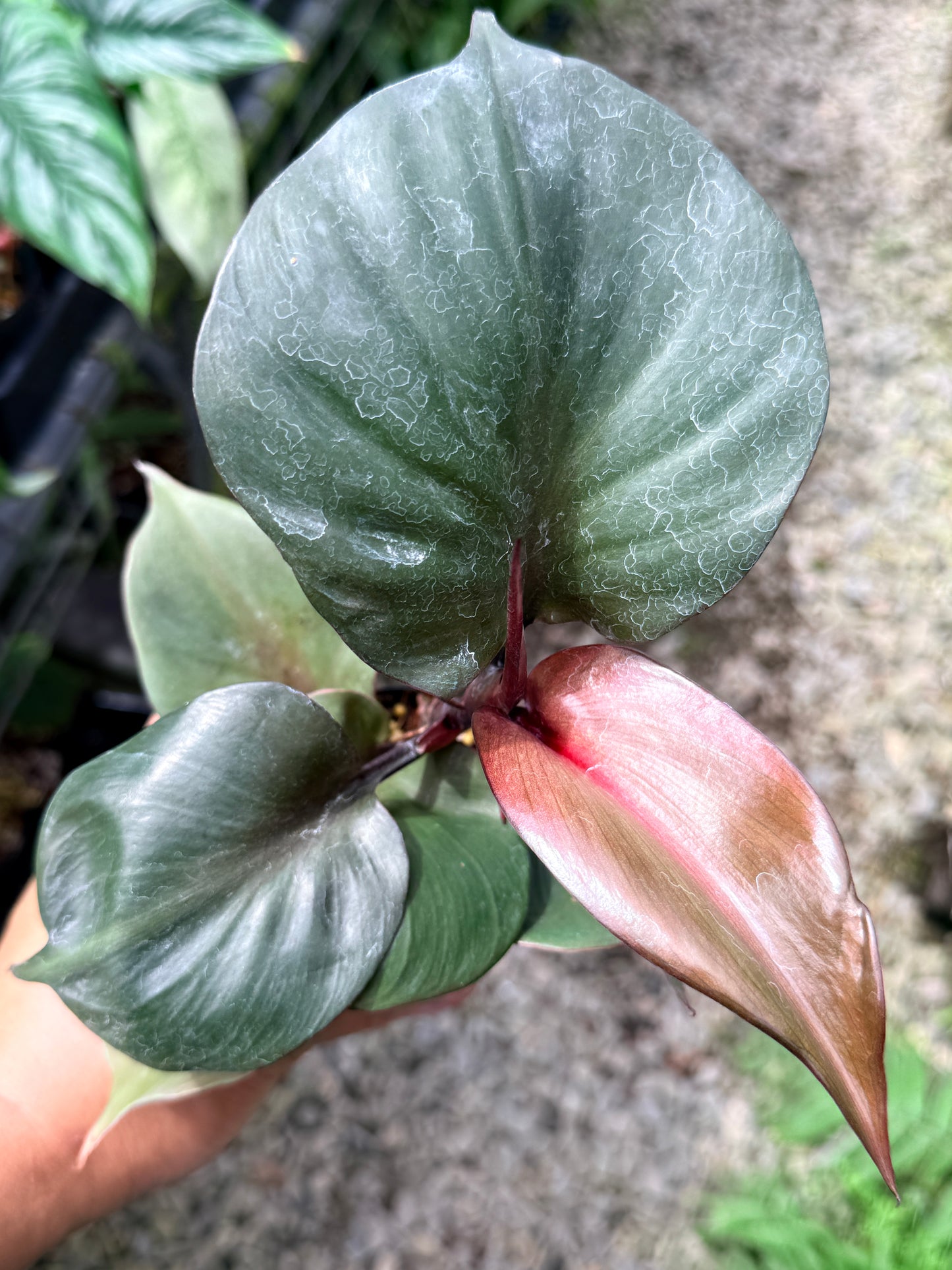 Philodendron 'Red Heart' R5