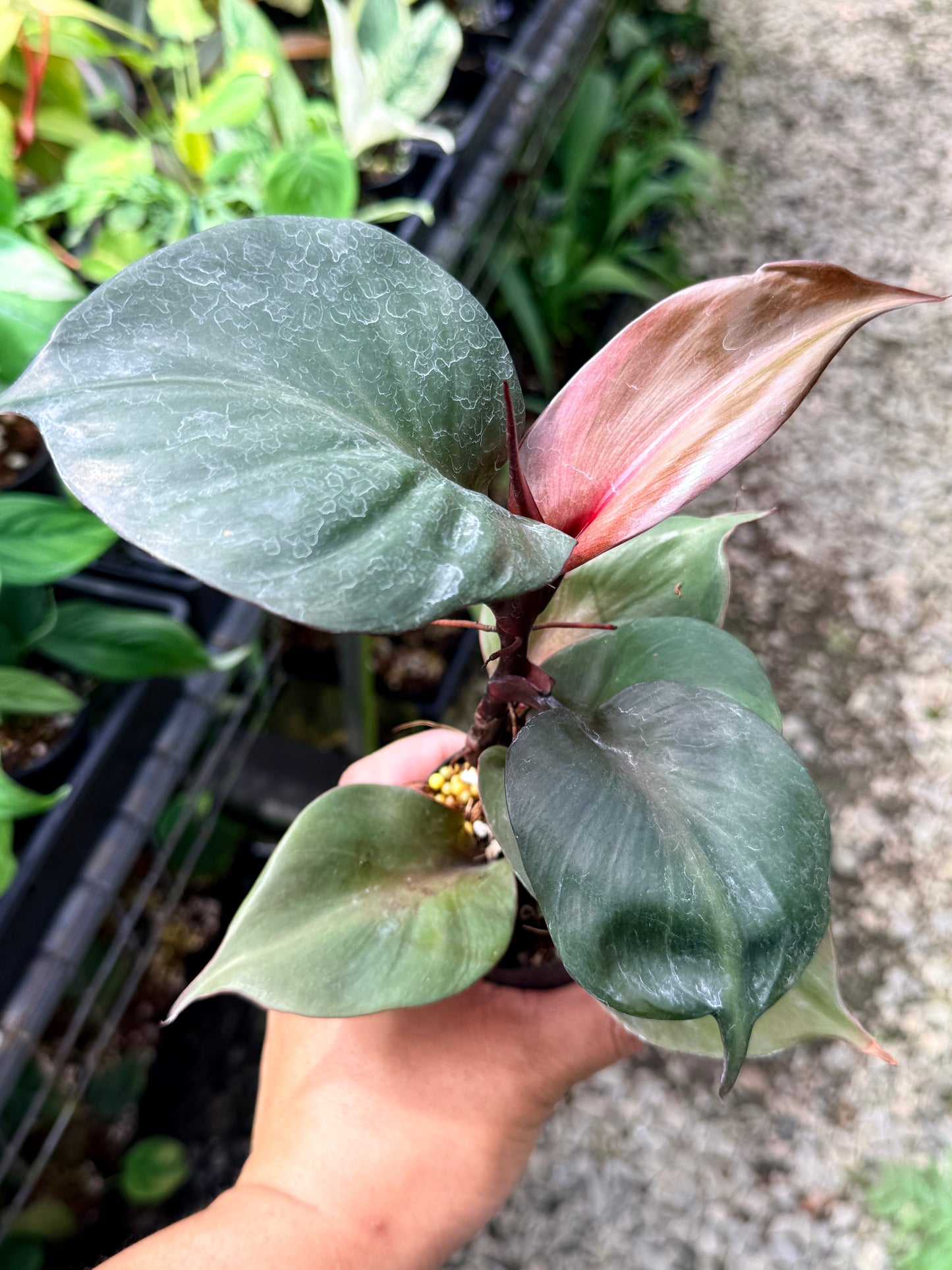 Philodendron 'Red Heart' R5