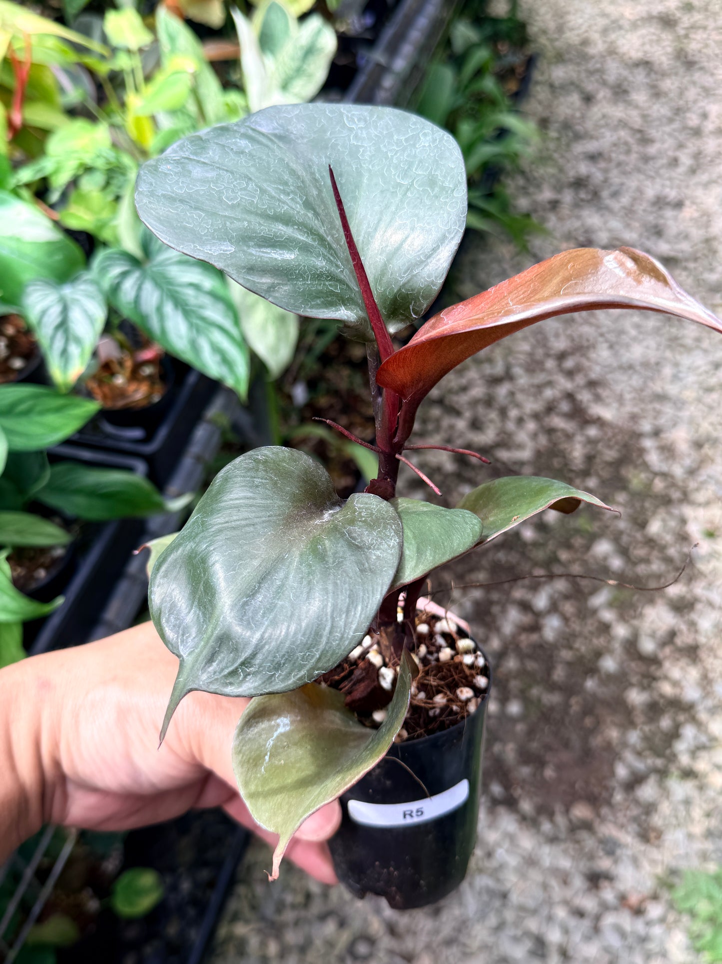 Philodendron 'Red Heart' R5